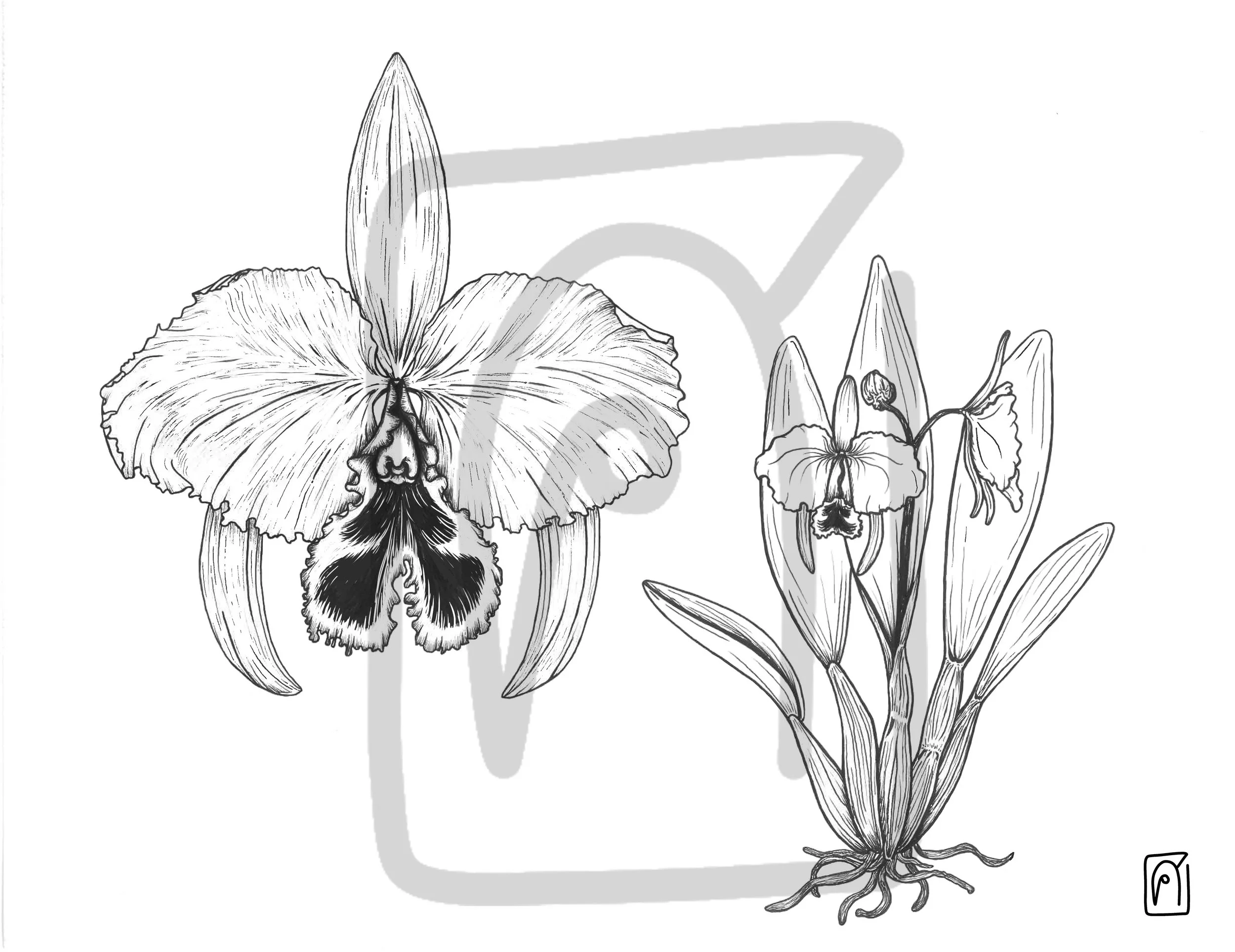 Idealized Orchid, 2025, ink