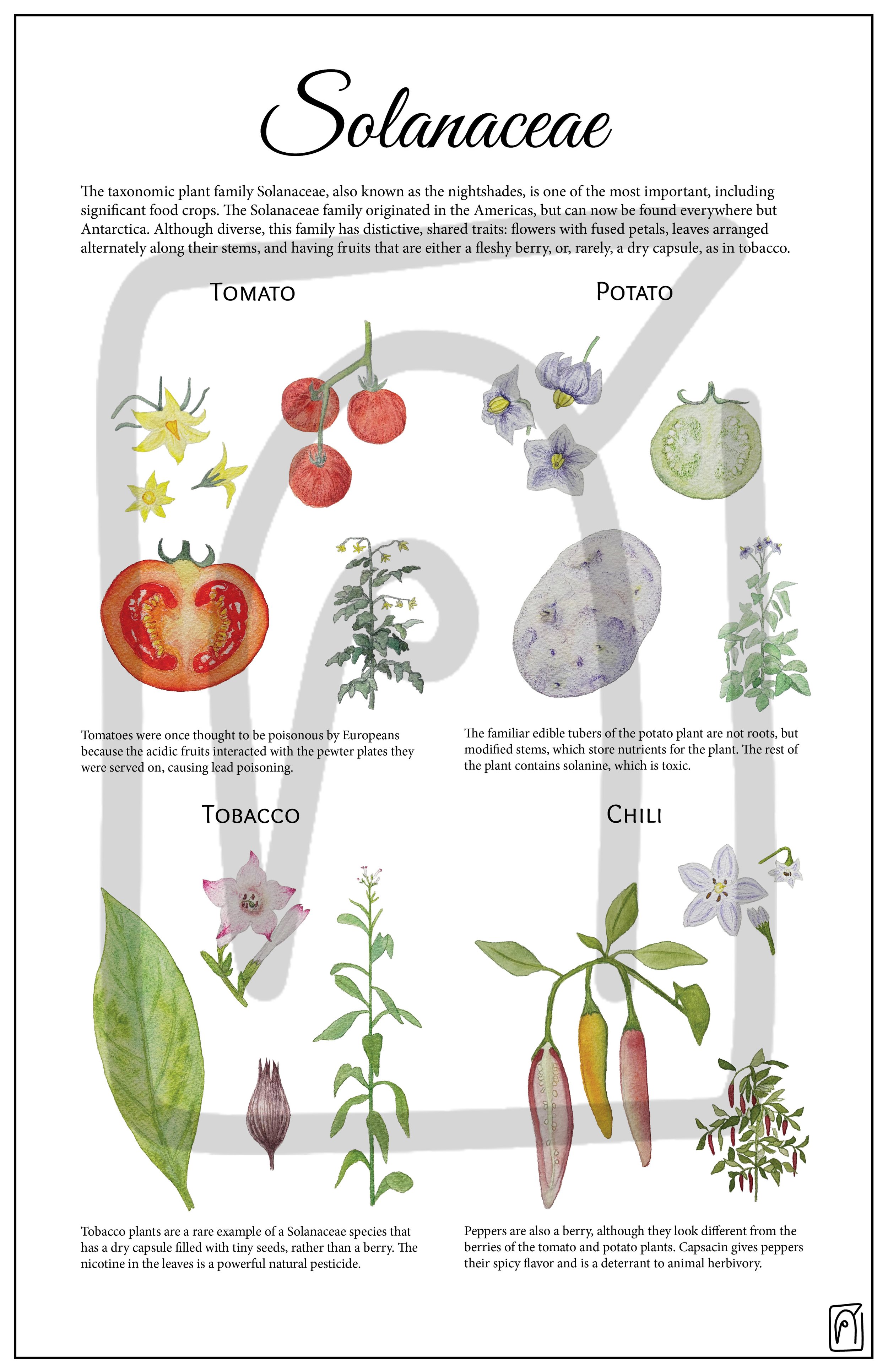 Solanaceae Poster, 2026, Watercolor, colored pencil, digital