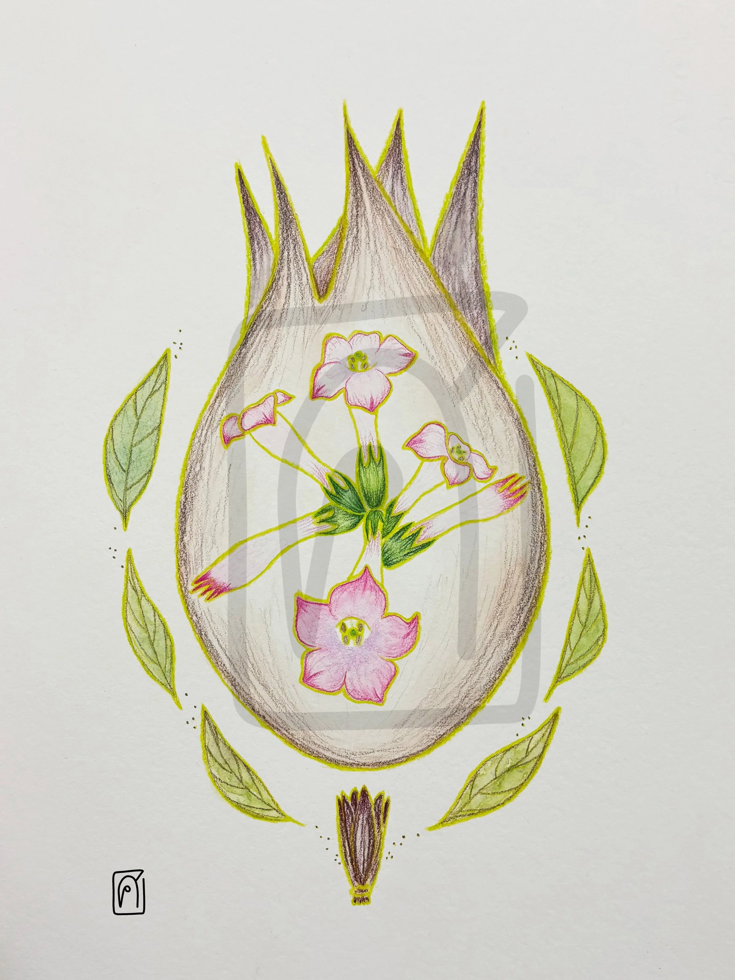 Tobacco Medicine, 2026,
Watercolor and colored pencil