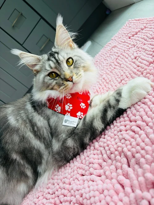 Cat Grooming