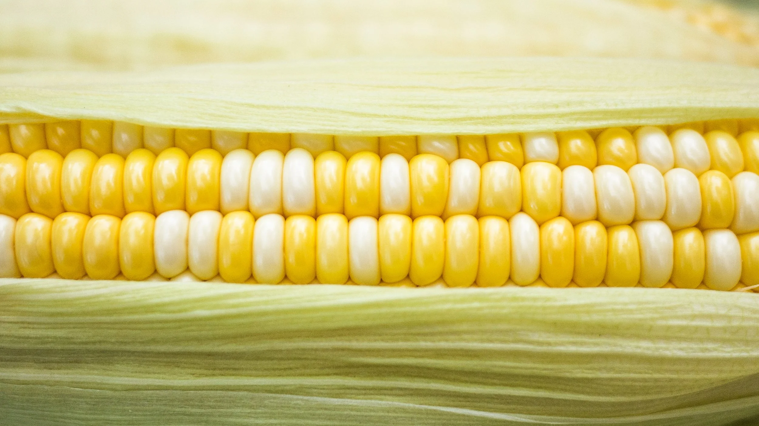 Close-up of yellow and white corn kernels inside partially opened husk.