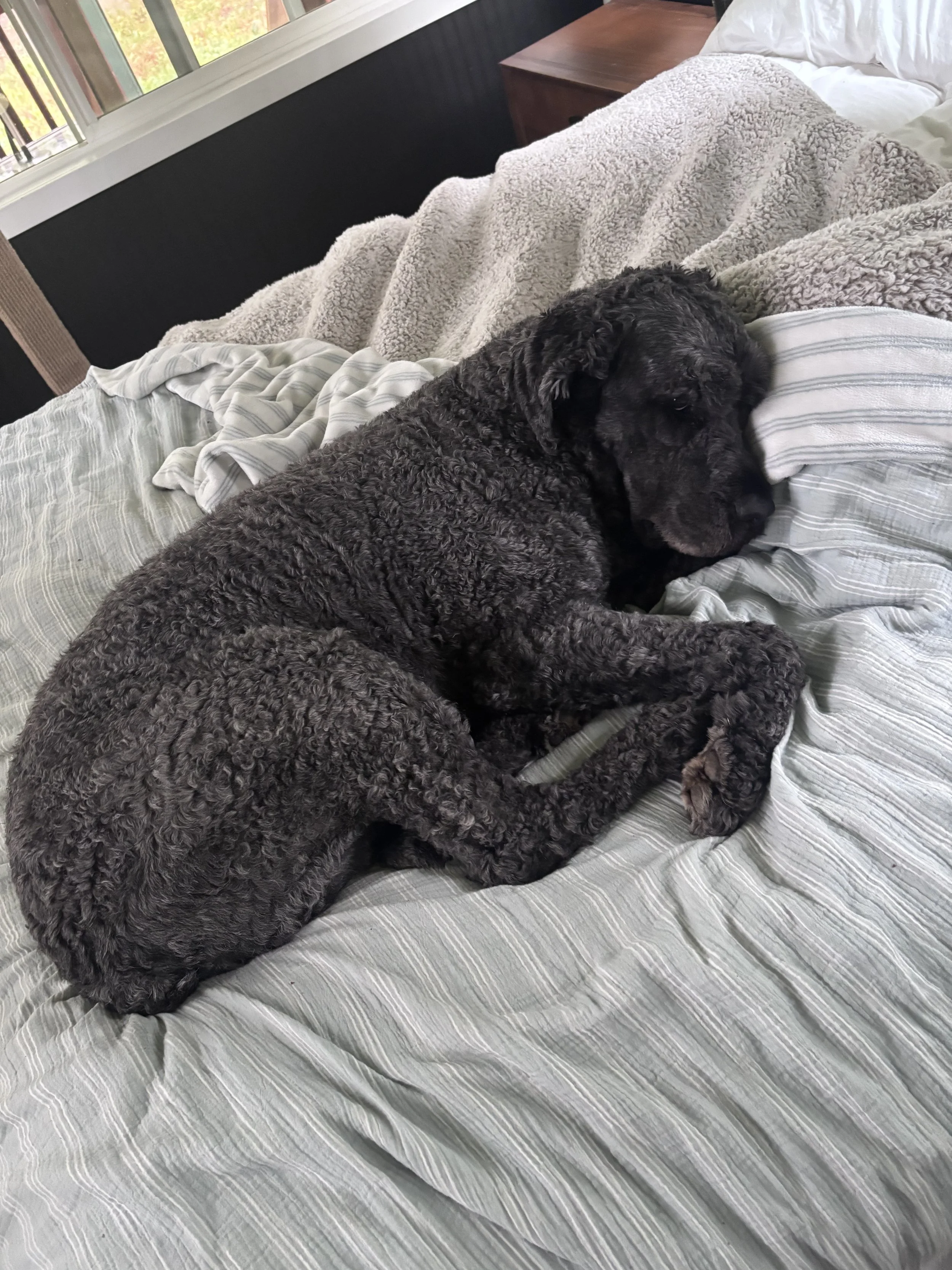 A black curly-haired puppy resting on a bed with gray and white striped sheets, beige blanket, and white pillow, near a window with trees outside.