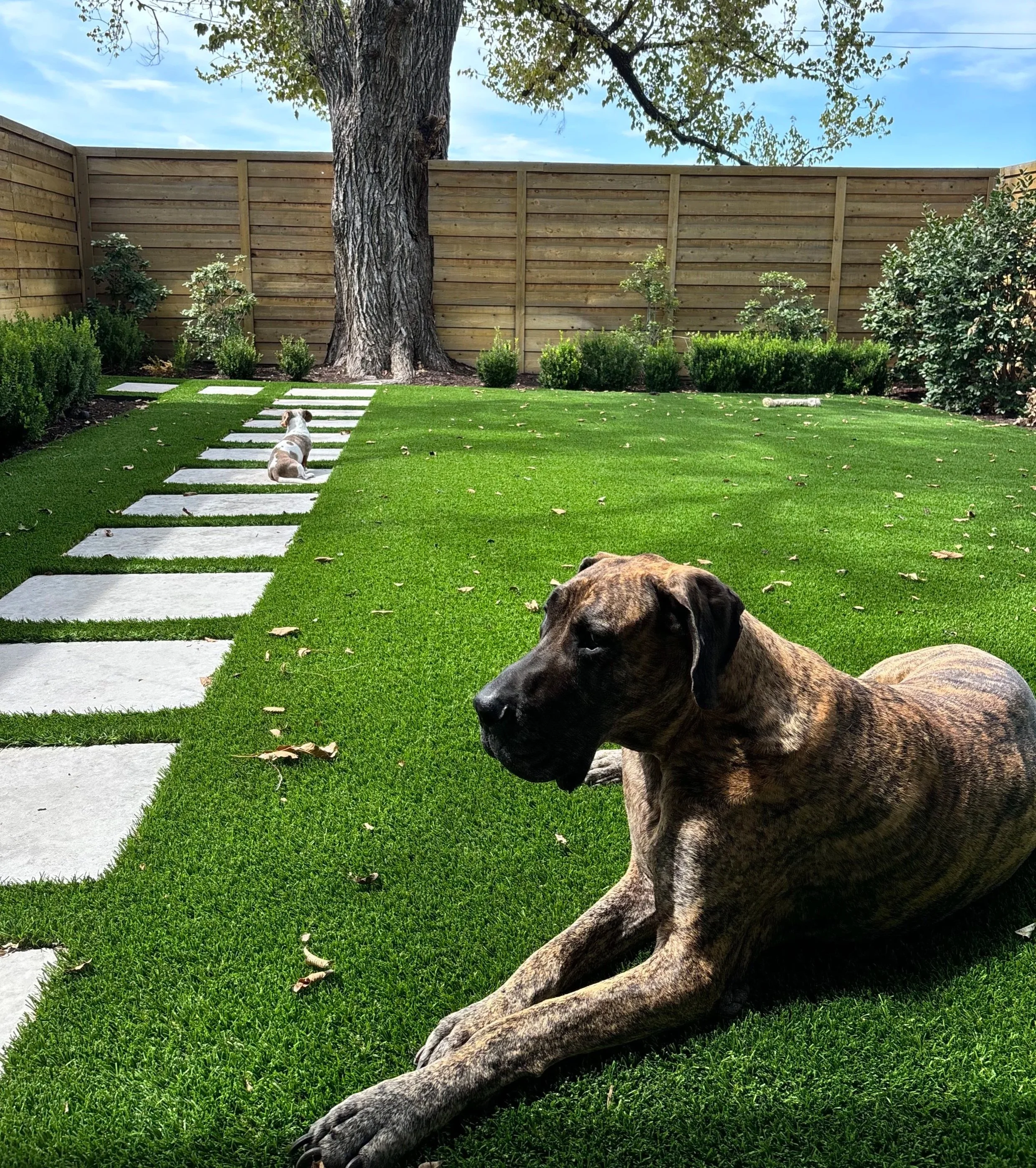 A dog with a brindle coat lying on the grassy yard in front of a wooden fence. There are bushes and a large tree with a thick trunk behind the fence, with parts of the tree's branches and leaves visible. The sky is partly cloudy.