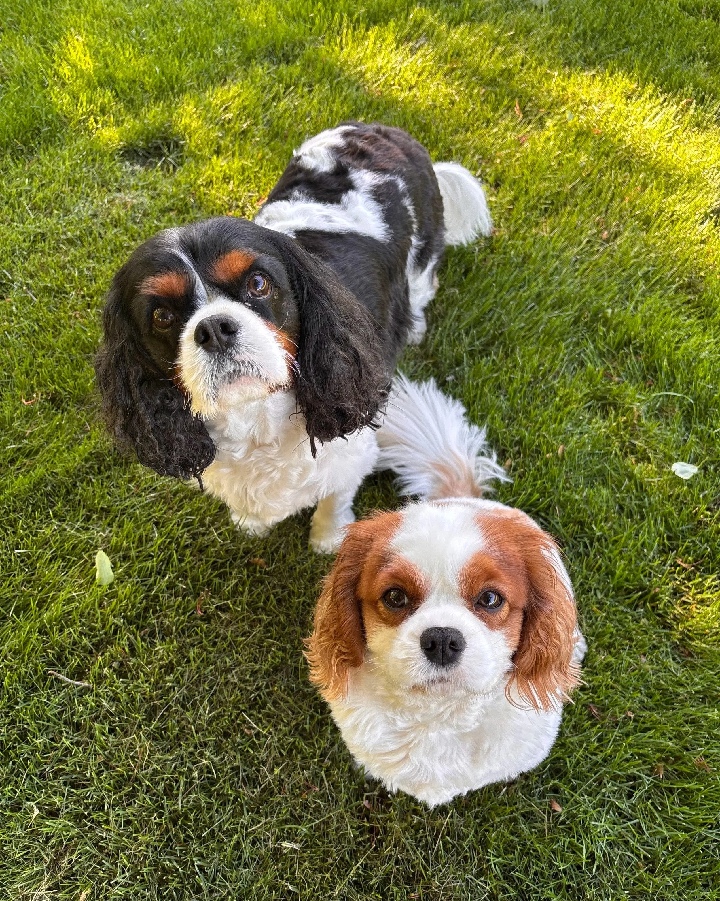 Three dogs, a Cavalier King Charles Spaniel with long ears and brown and white coat, a black and white dog with long ears and wavy fur, and a brown and white dog with long ears and a white chest, lying on green grass in sunlight.