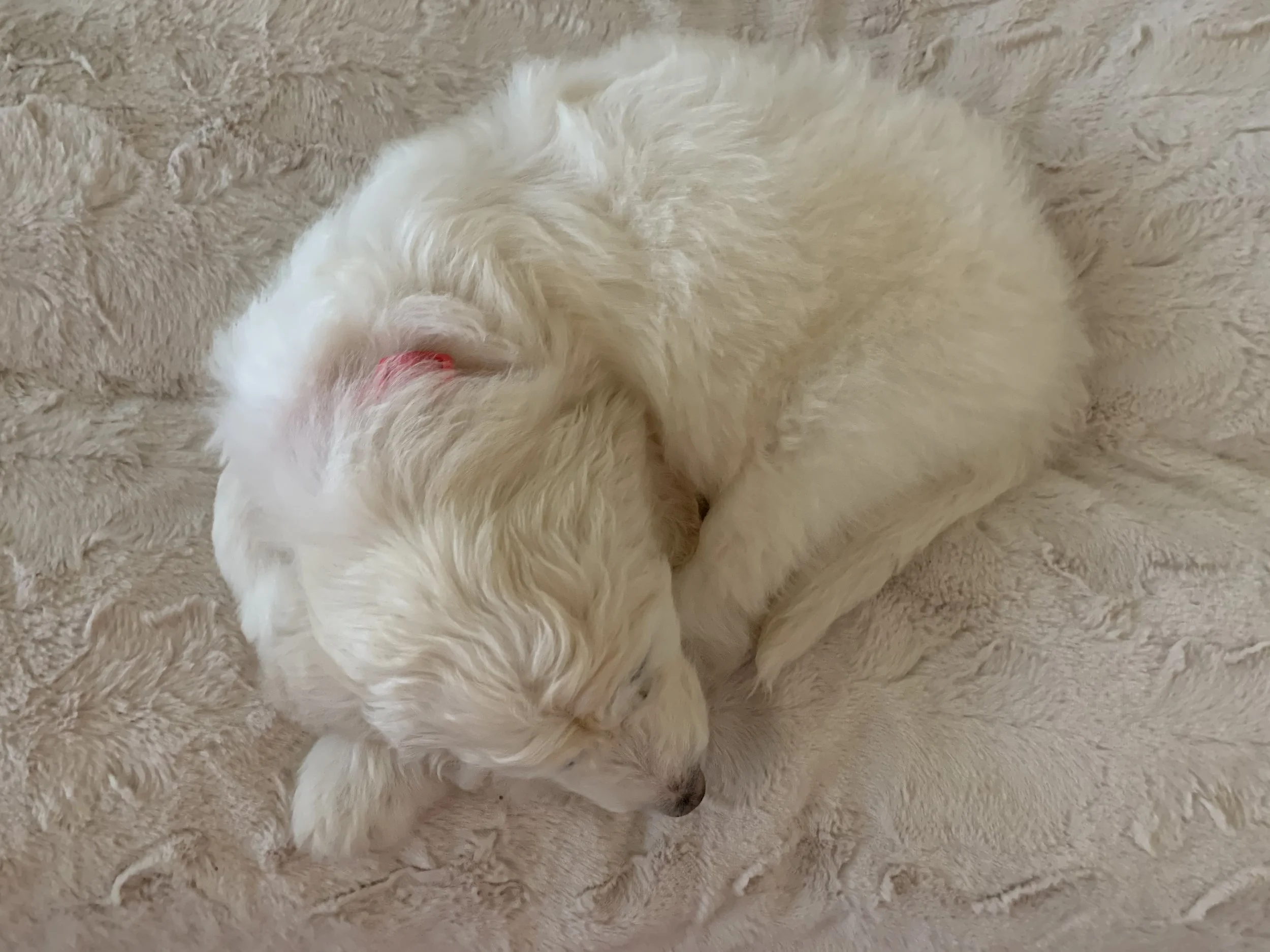 A small, fluffy white puppy with a red collar sleeping on a beige textured rug.
