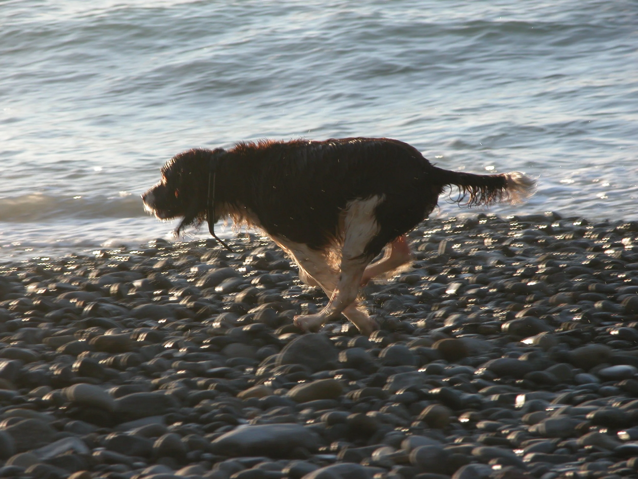 A black and white dog walking along a rocky shoreline near the water, with the ocean in the background.