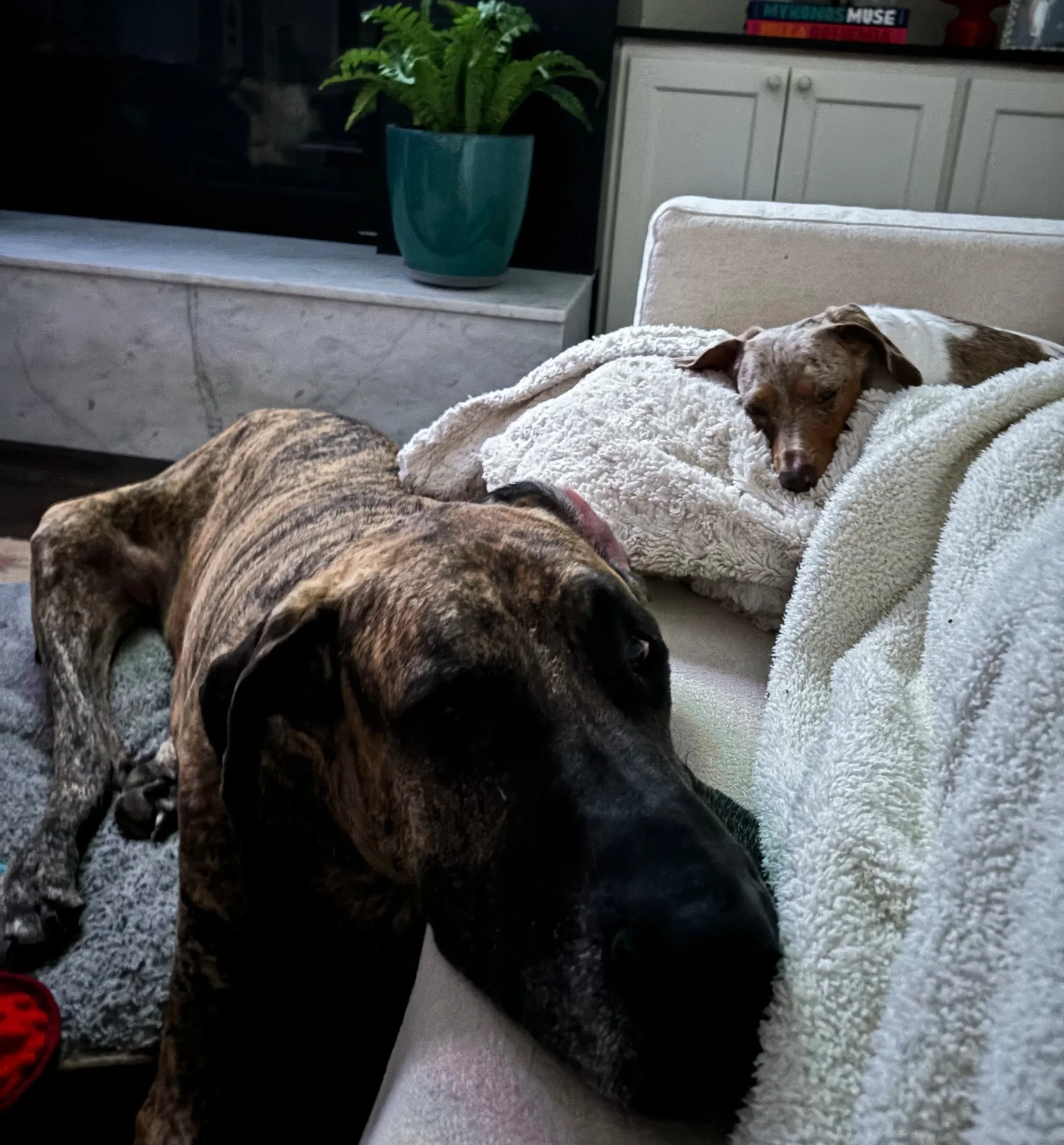 Two dogs resting on furniture in a living room. One dog is lying on a beige couch with a fluffy blanket, and the other dog is partially visible, lying on a dark surface nearby. A potted fern plant and a TV are visible in the background.