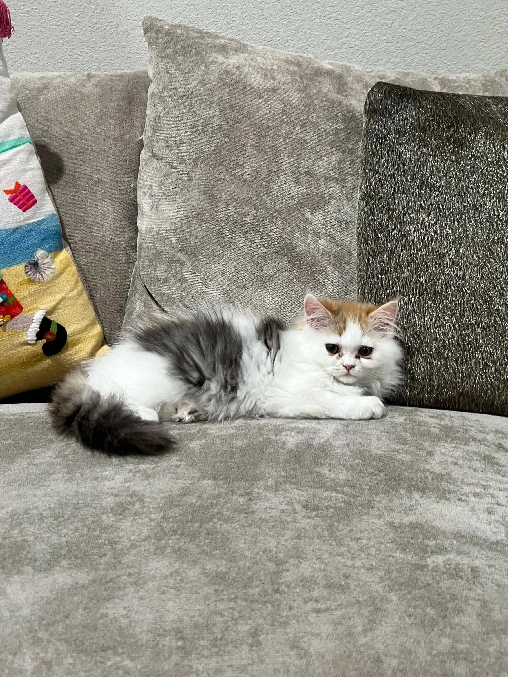 A white and orange fluffy kitten lying on a gray couch with beige and dark gray pillows in the background.
