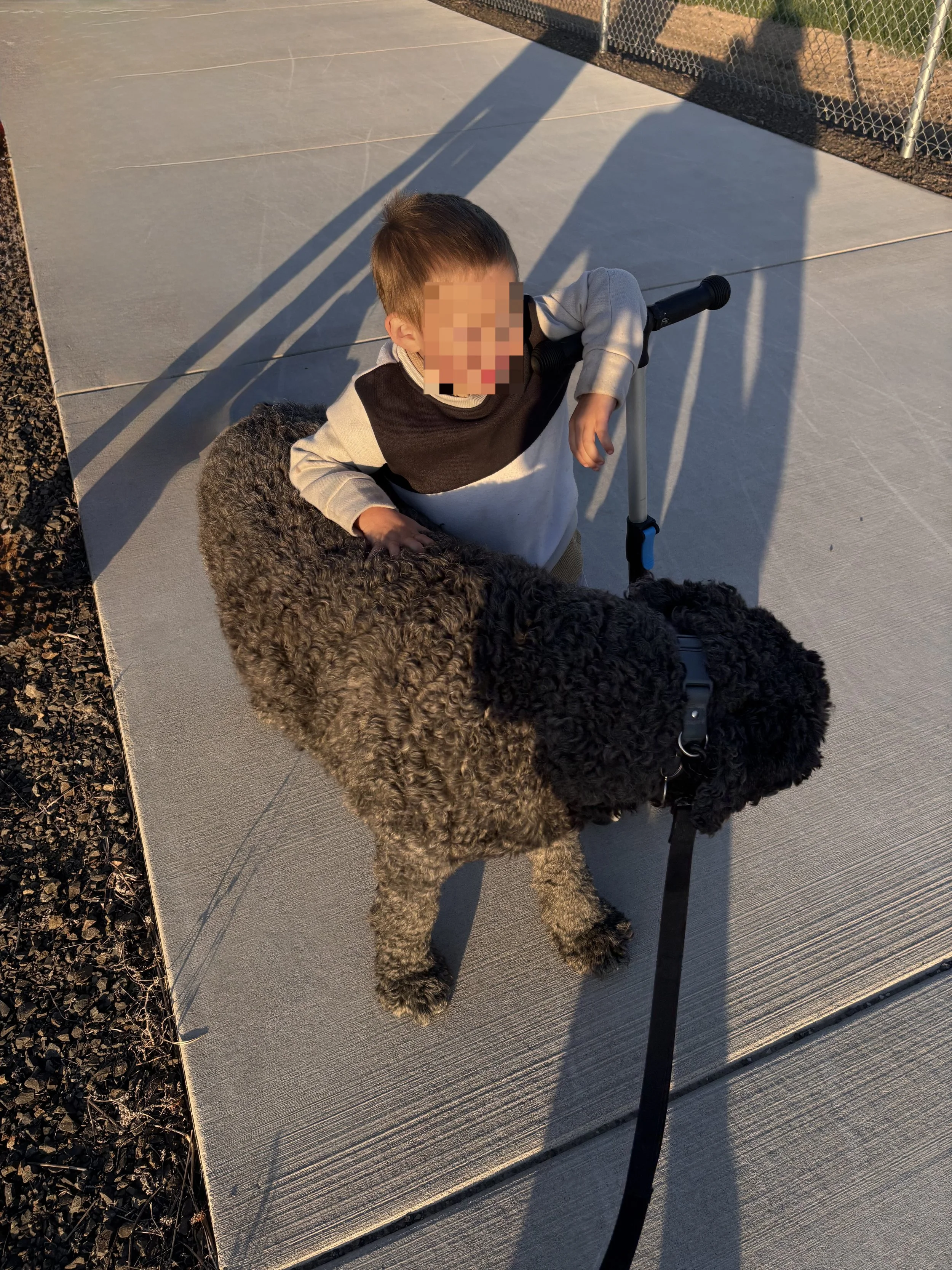 A young boy with a blurred face holding the leash of a large black curly-haired dog on a leash, sitting on a sidewalk during sunset.
