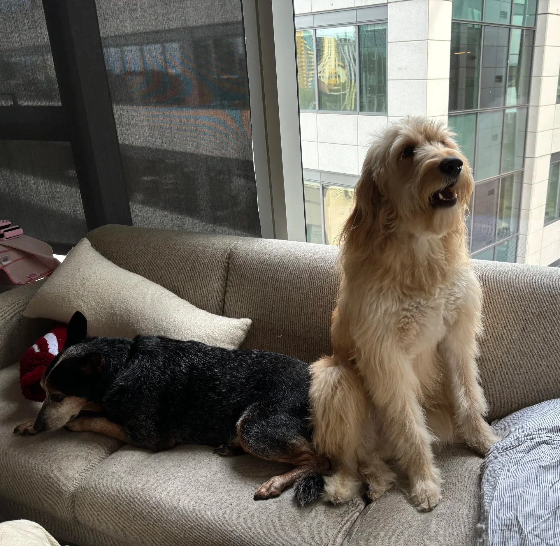 A golden retriever and a black, white, and tan dog resting on a beige couch near a large window with city buildings outside.