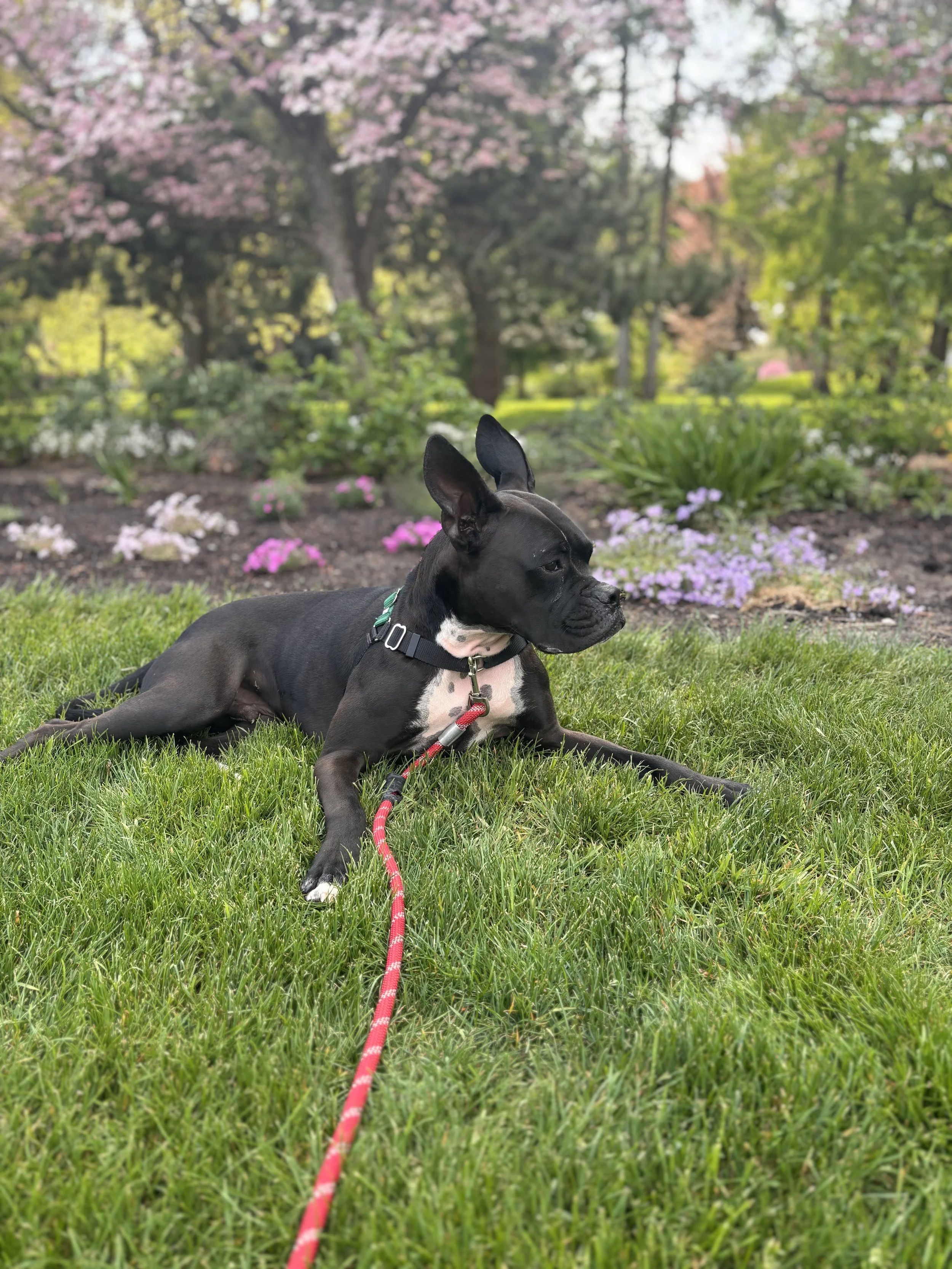 A black dog with white markings lying on green grass in a garden with pink and purple flowers, trees, and bushes in the background.