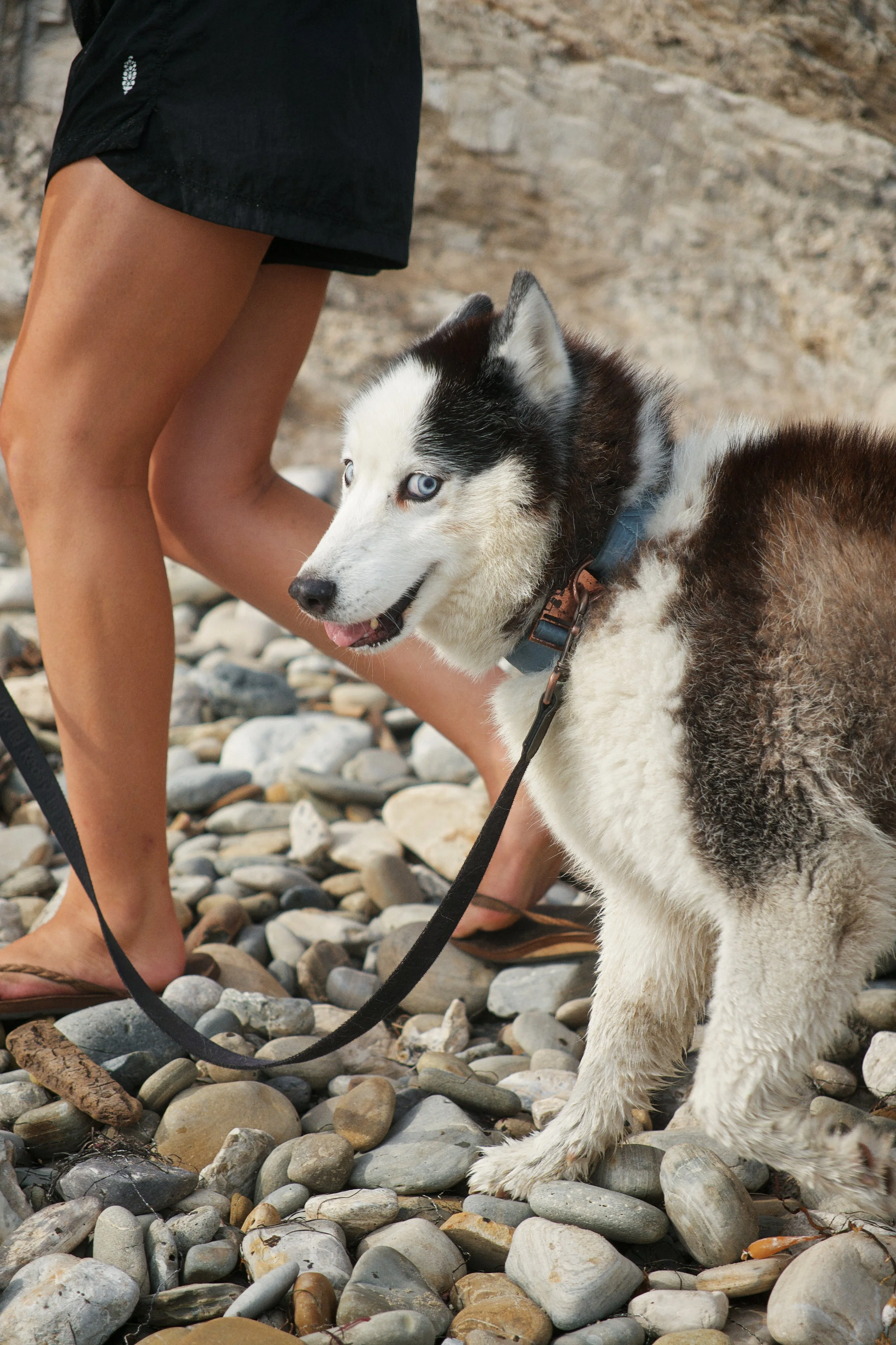 Close-up of a person with tanned legs wearing black shorts and sandals standing on a rocky beach next to a Siberian Husky dog with blue eyes and black and white fur.