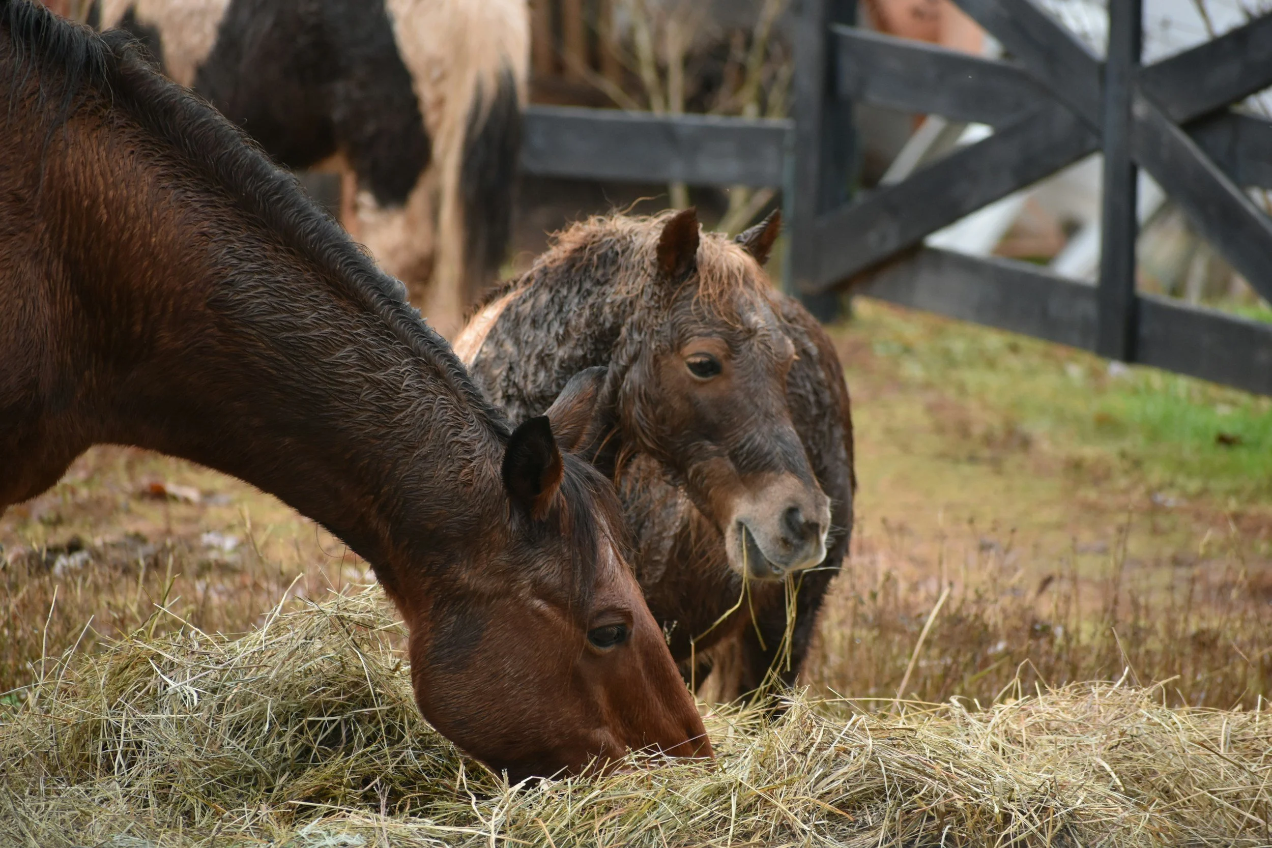 Group of horses eating hay in a paddock, with a wooden fence in the background