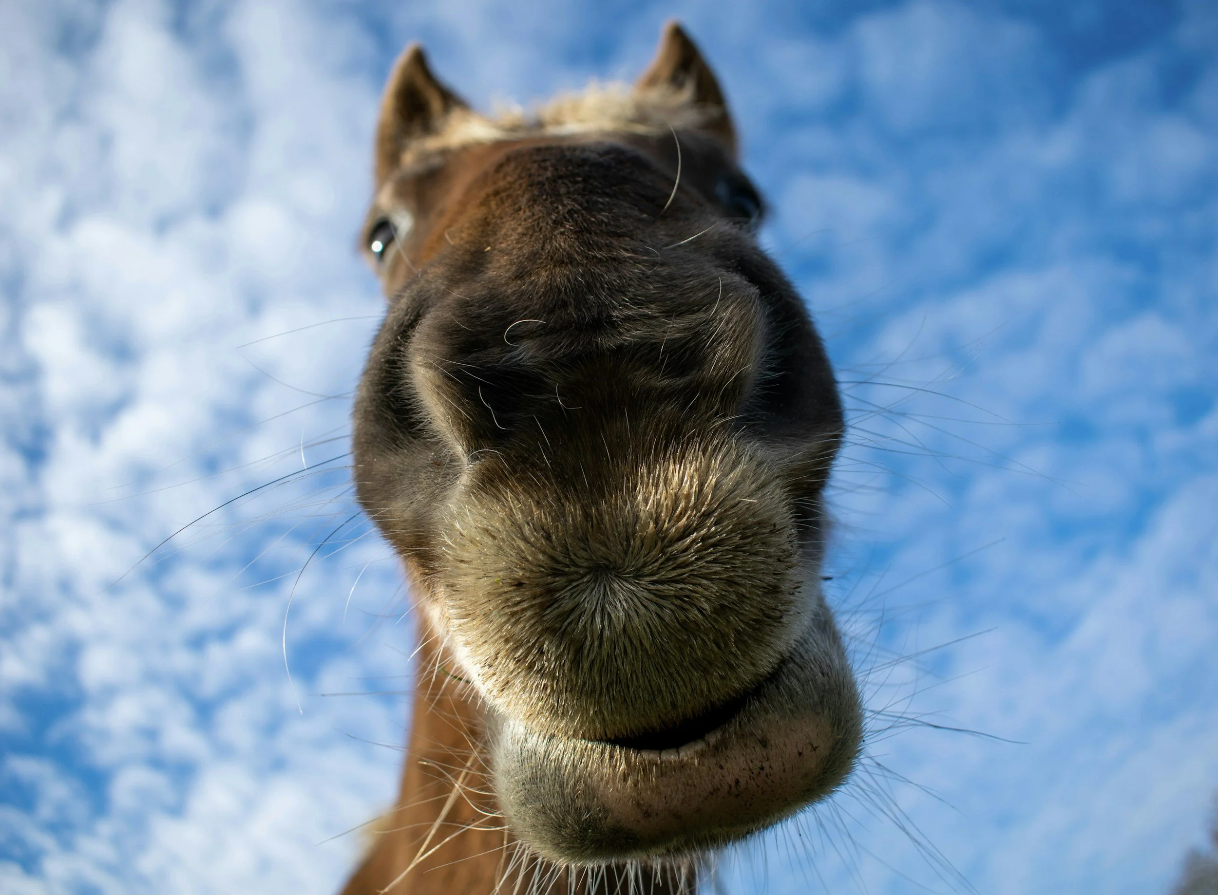 Close-up of a horse's face with a focus on its nose and mouth, set against a snowy background.