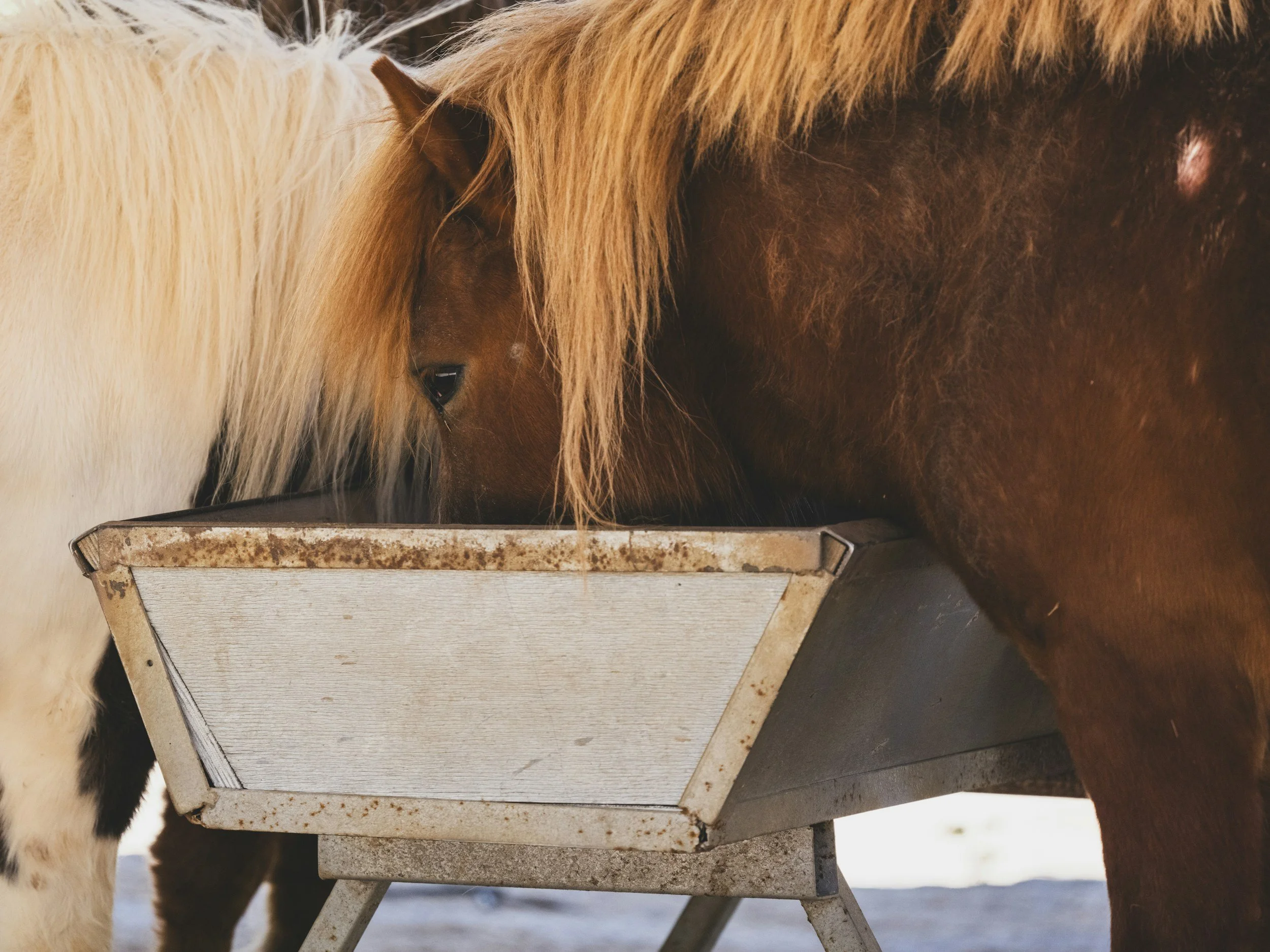 Close-up of two horses, one with a cream mane and the other with a brown coat, eating from a weathered, metal hay feeder.