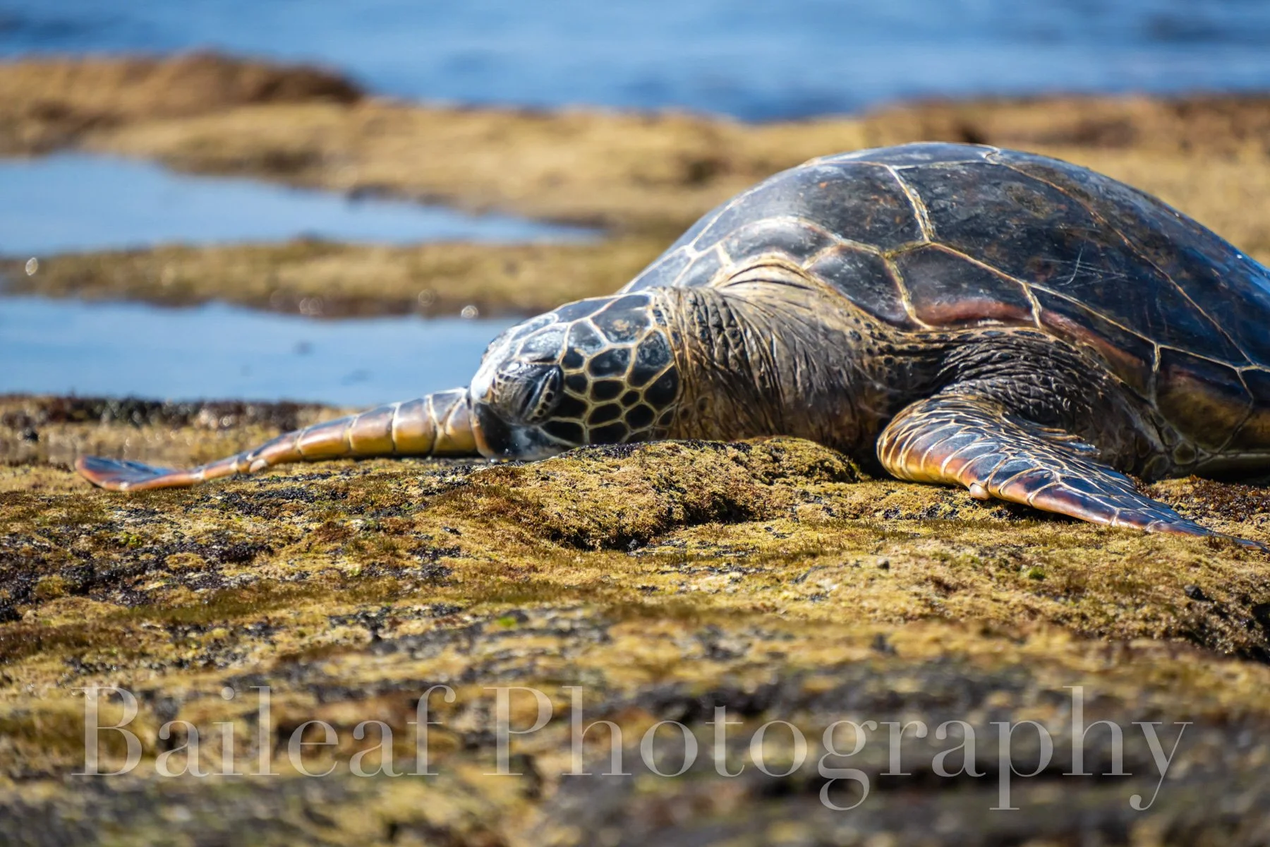 Green Sea Turtle 2