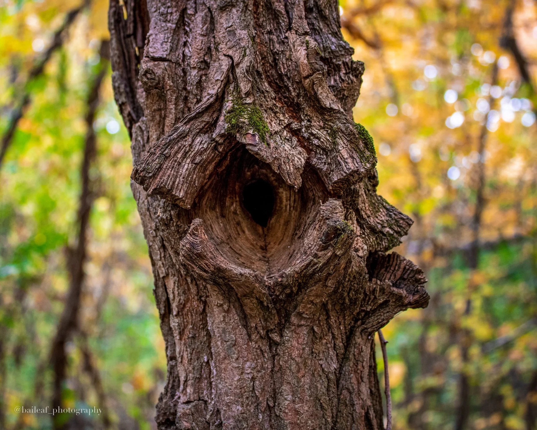 Tree Trunk
