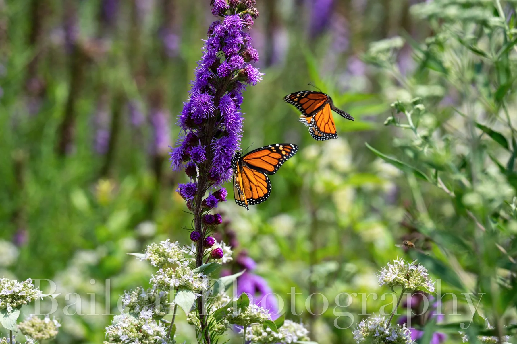 Monarch 2