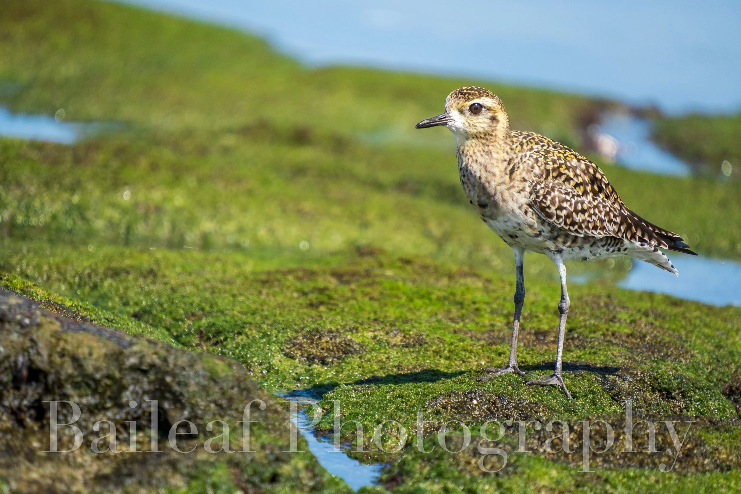 Kōlea (Pacific Golden-Plover)