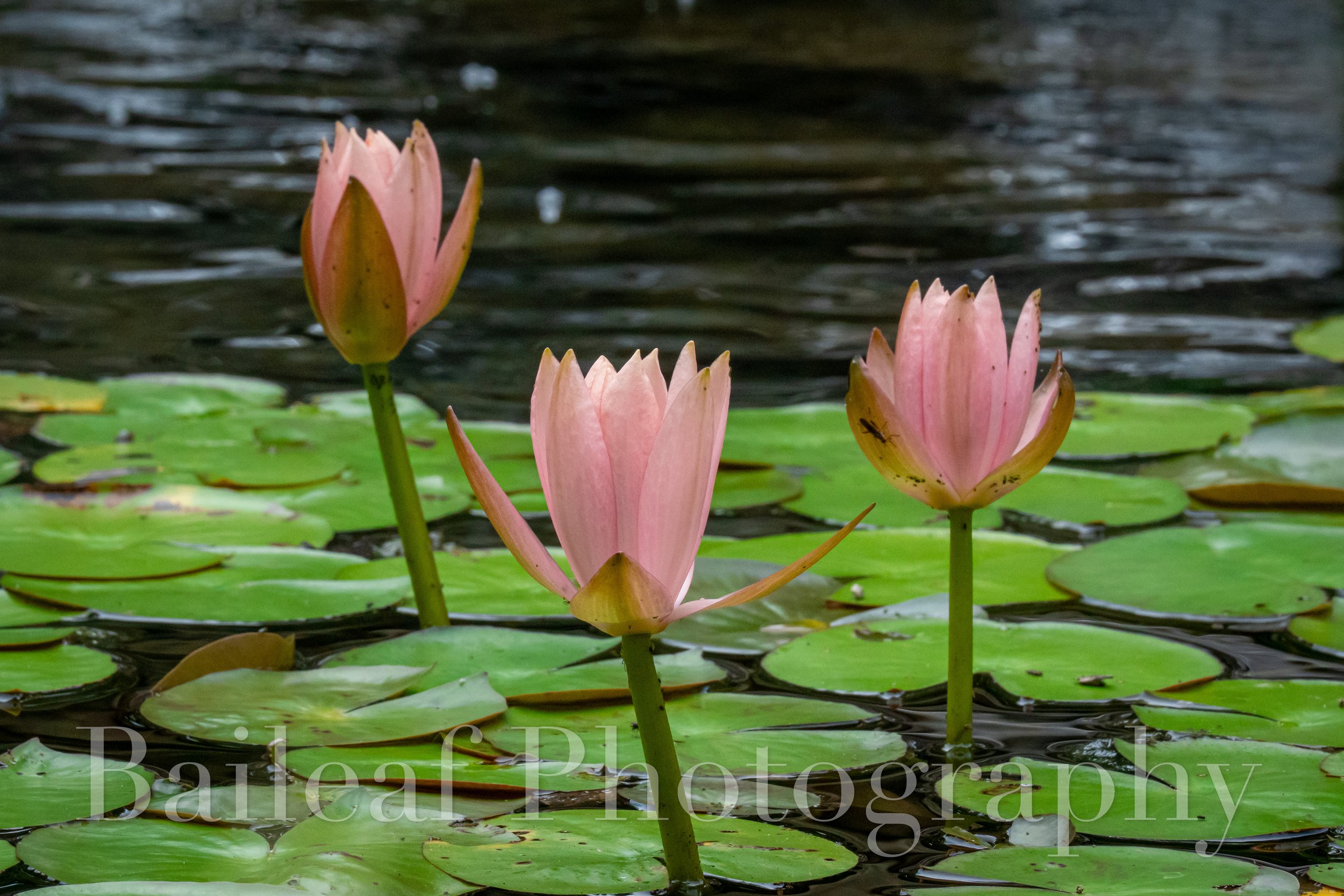 Water Lily