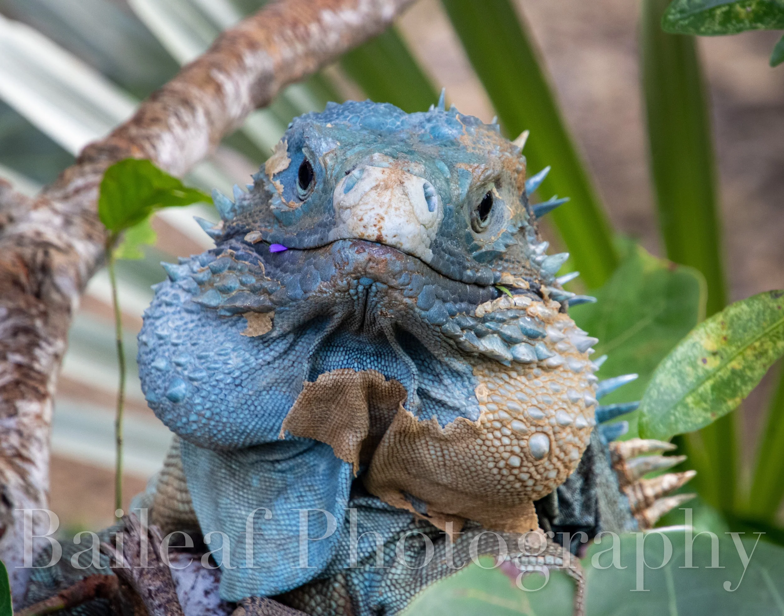  Grand Cayman Blue Iguana 2
