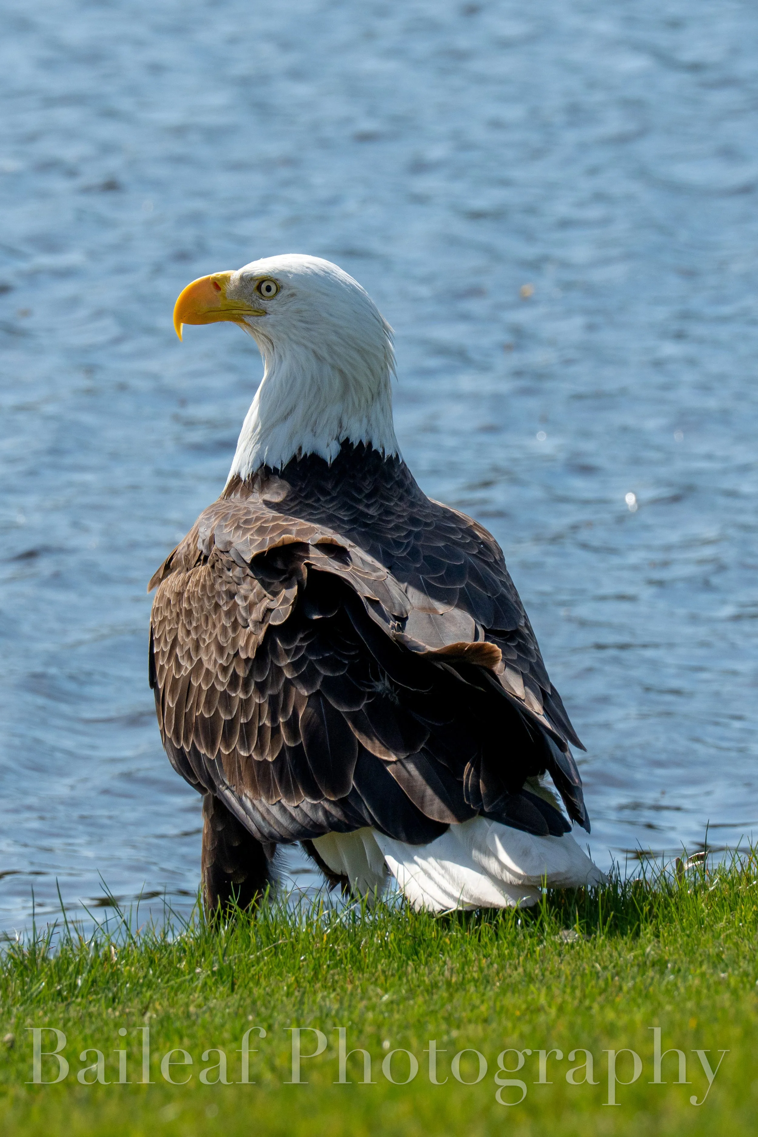 Eagle 2