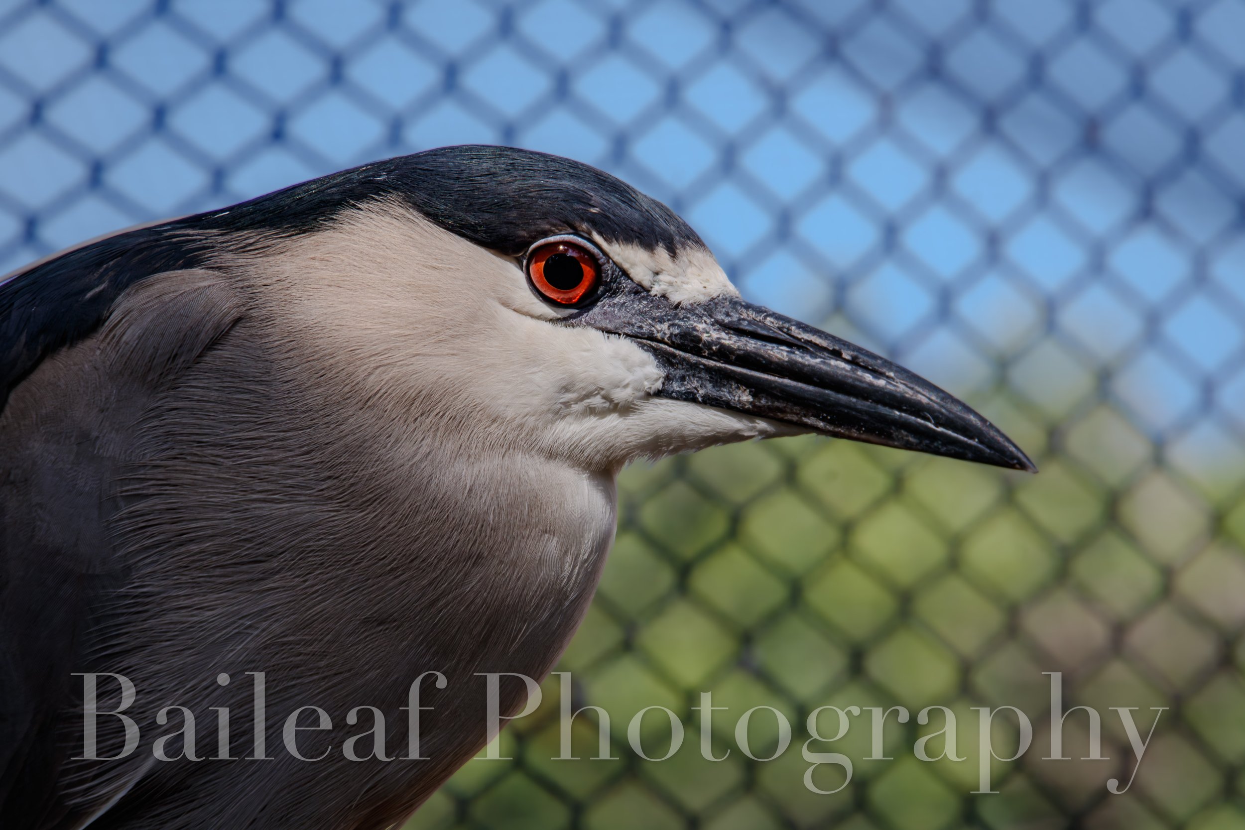  Black-crowned Night Heron 1