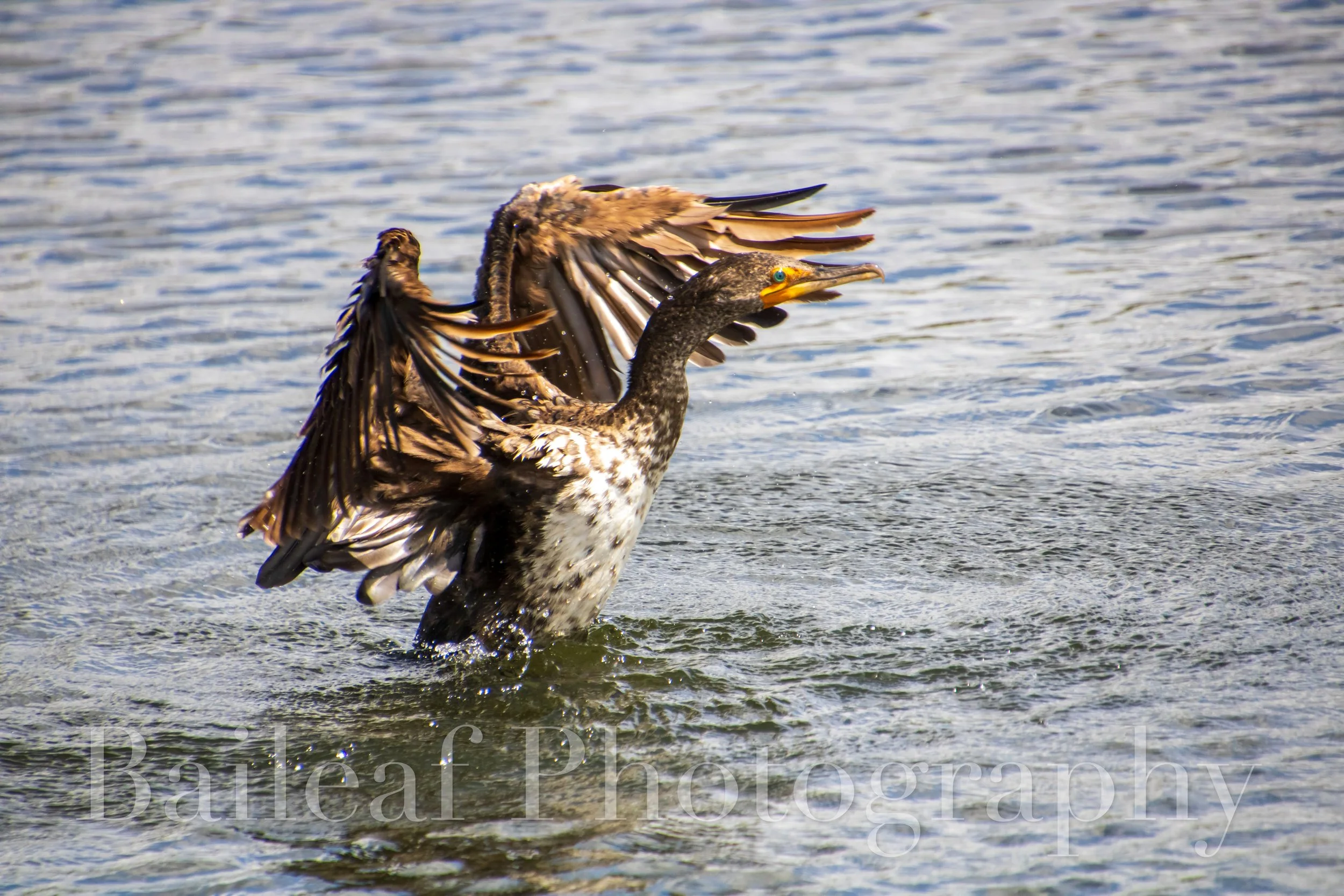 Cormorant