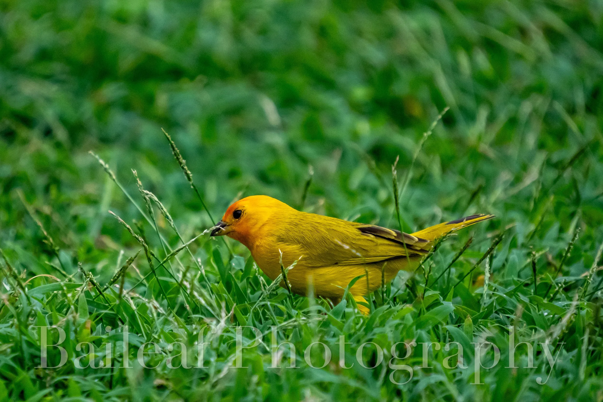 Saffron Finch