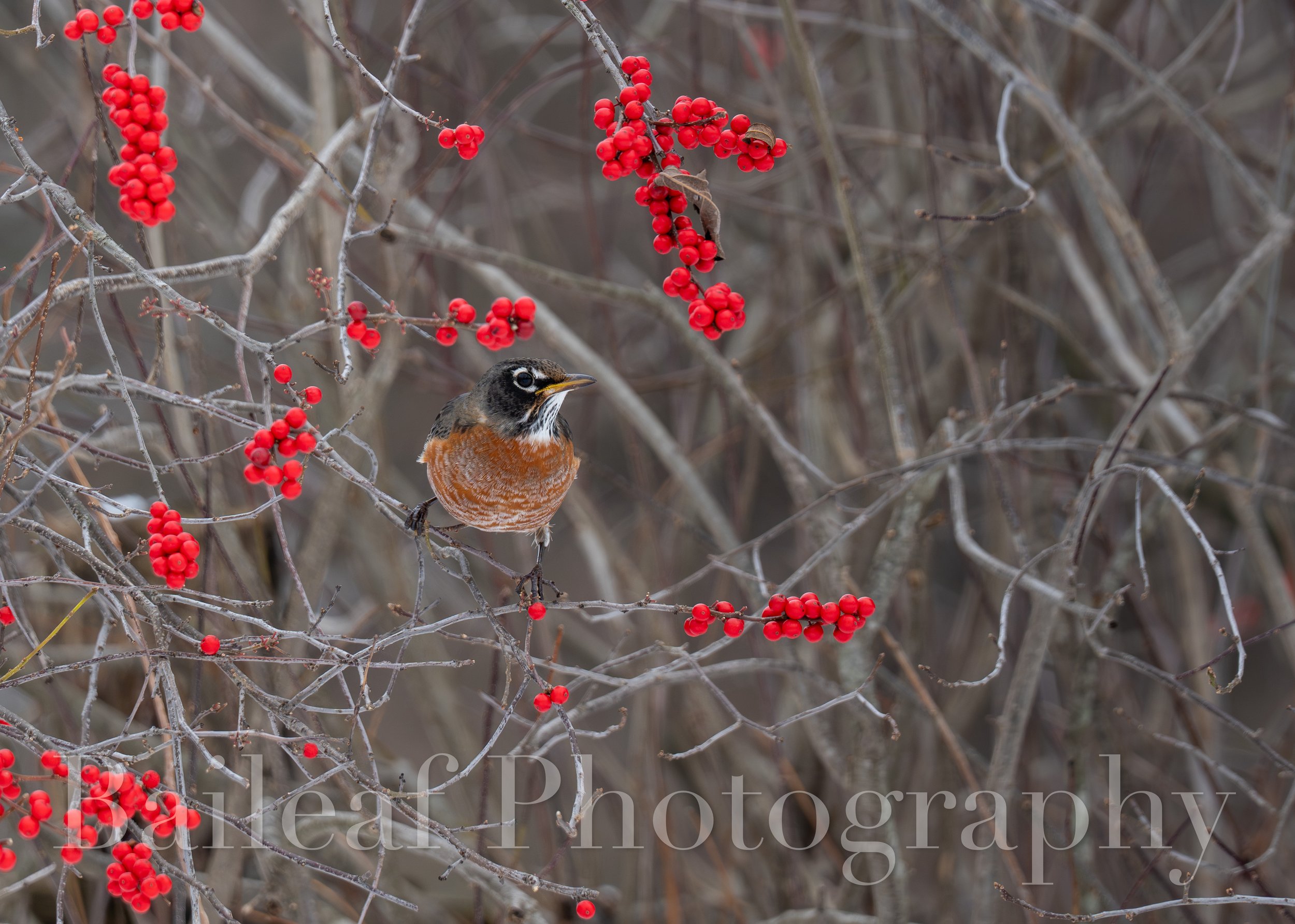 Robin 2 (Winter Critters)