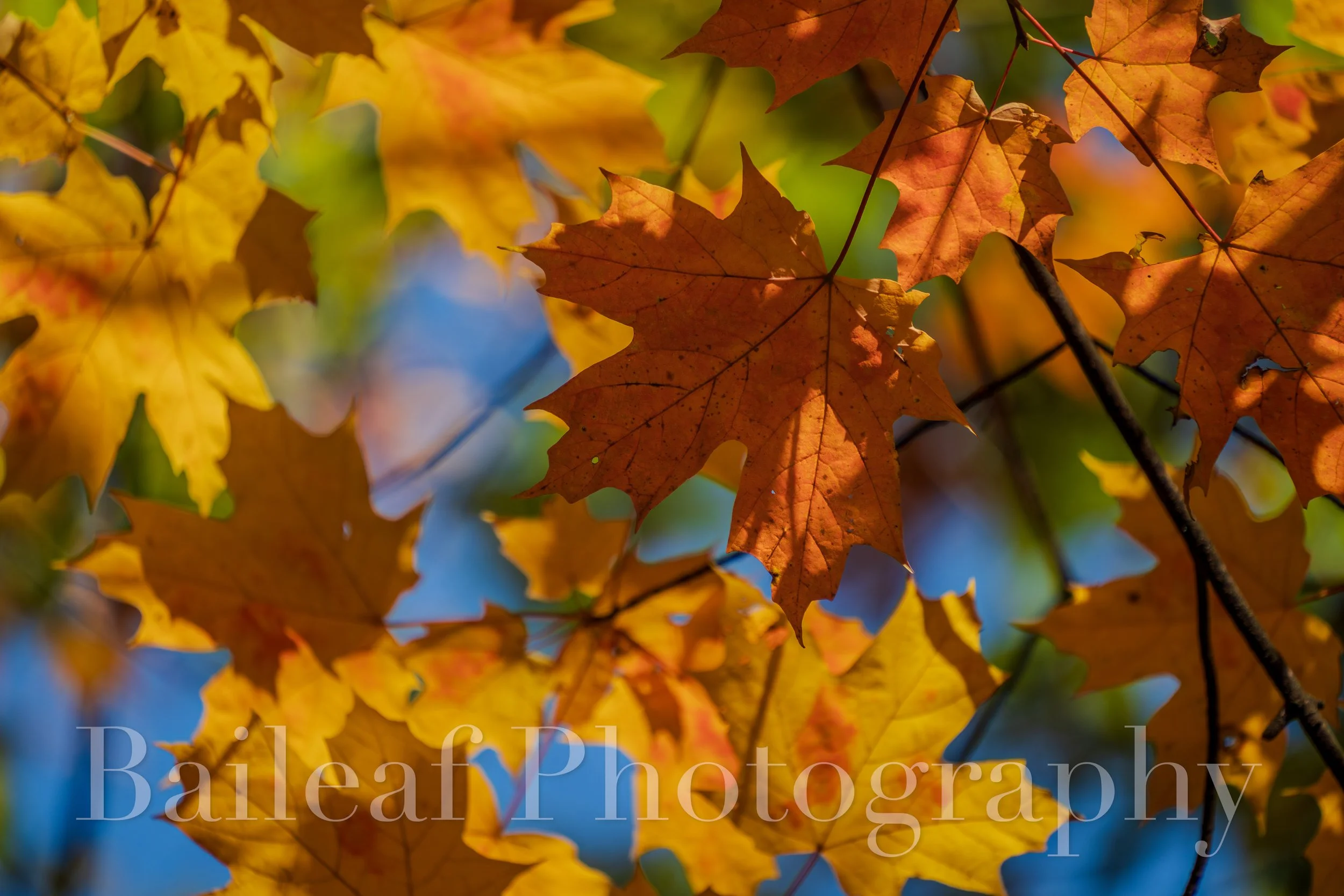 Fall Foliage