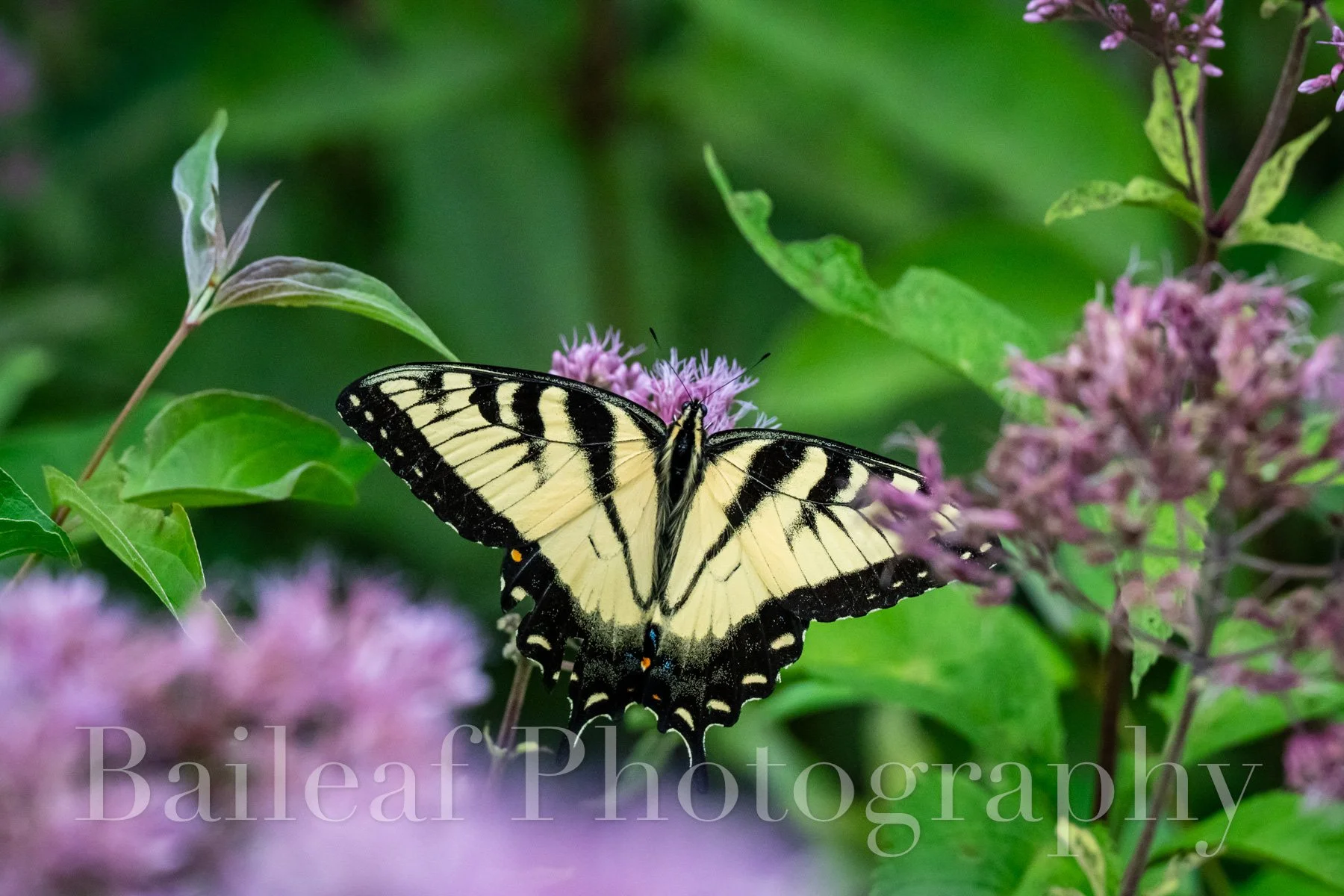Eastern Tiger Swallowtail 3