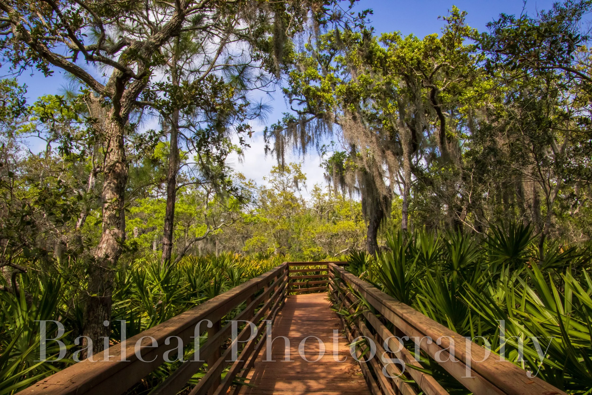 Florida Boardwalk 2