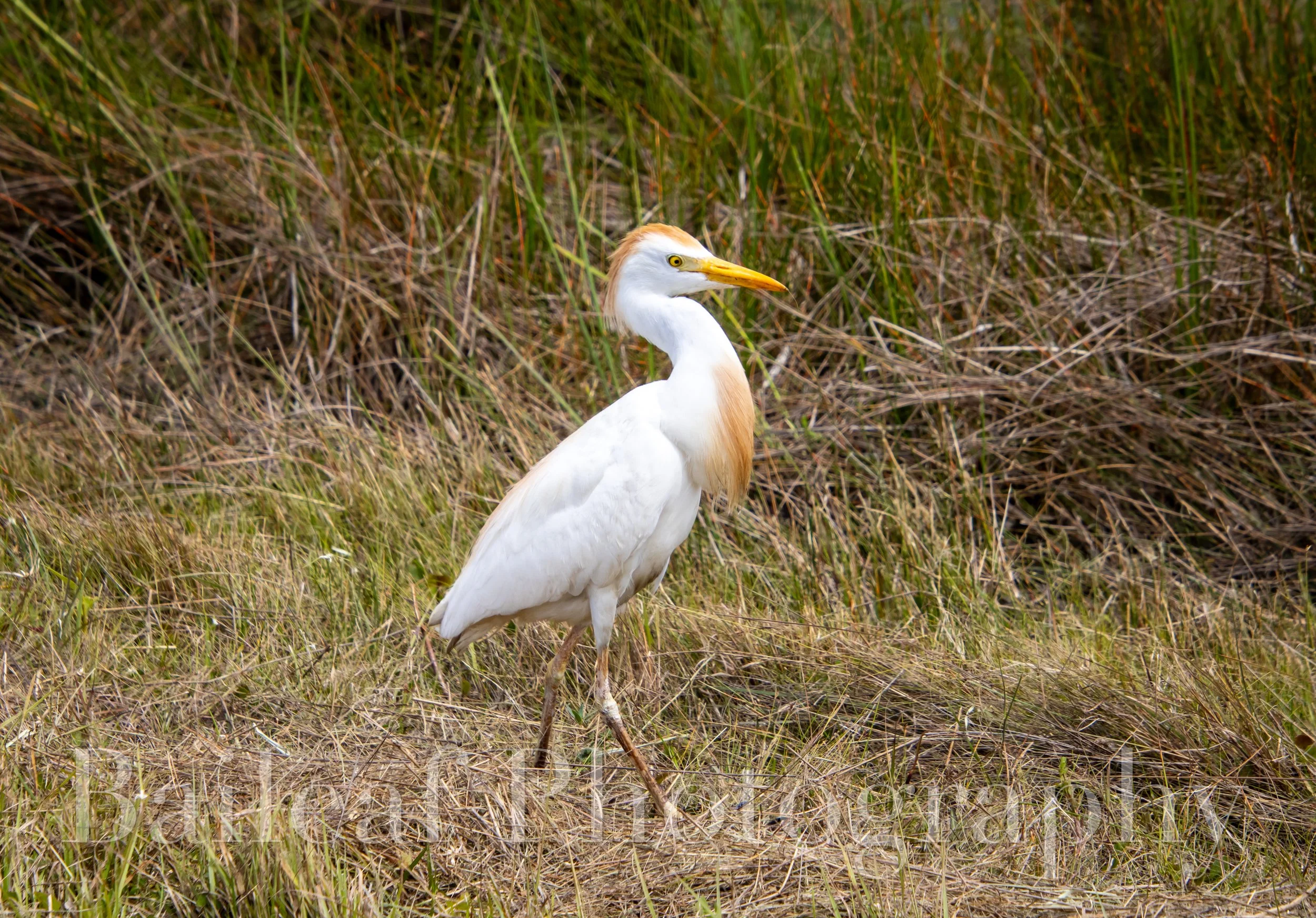 Cattle Egret