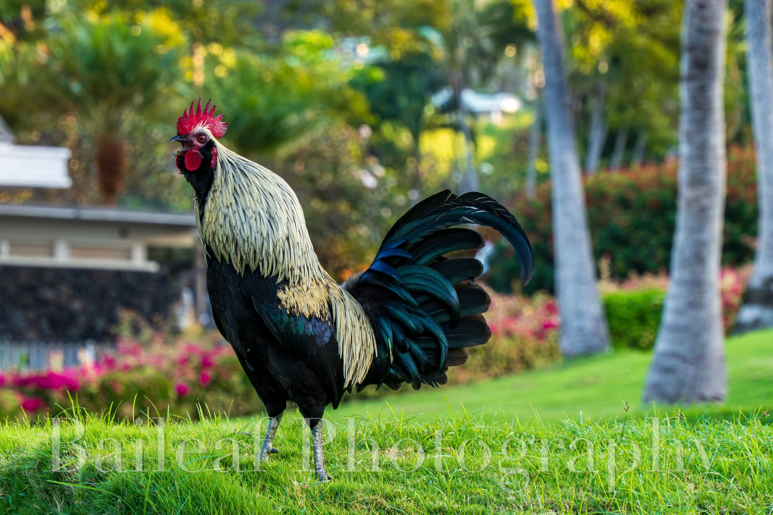 Rooster