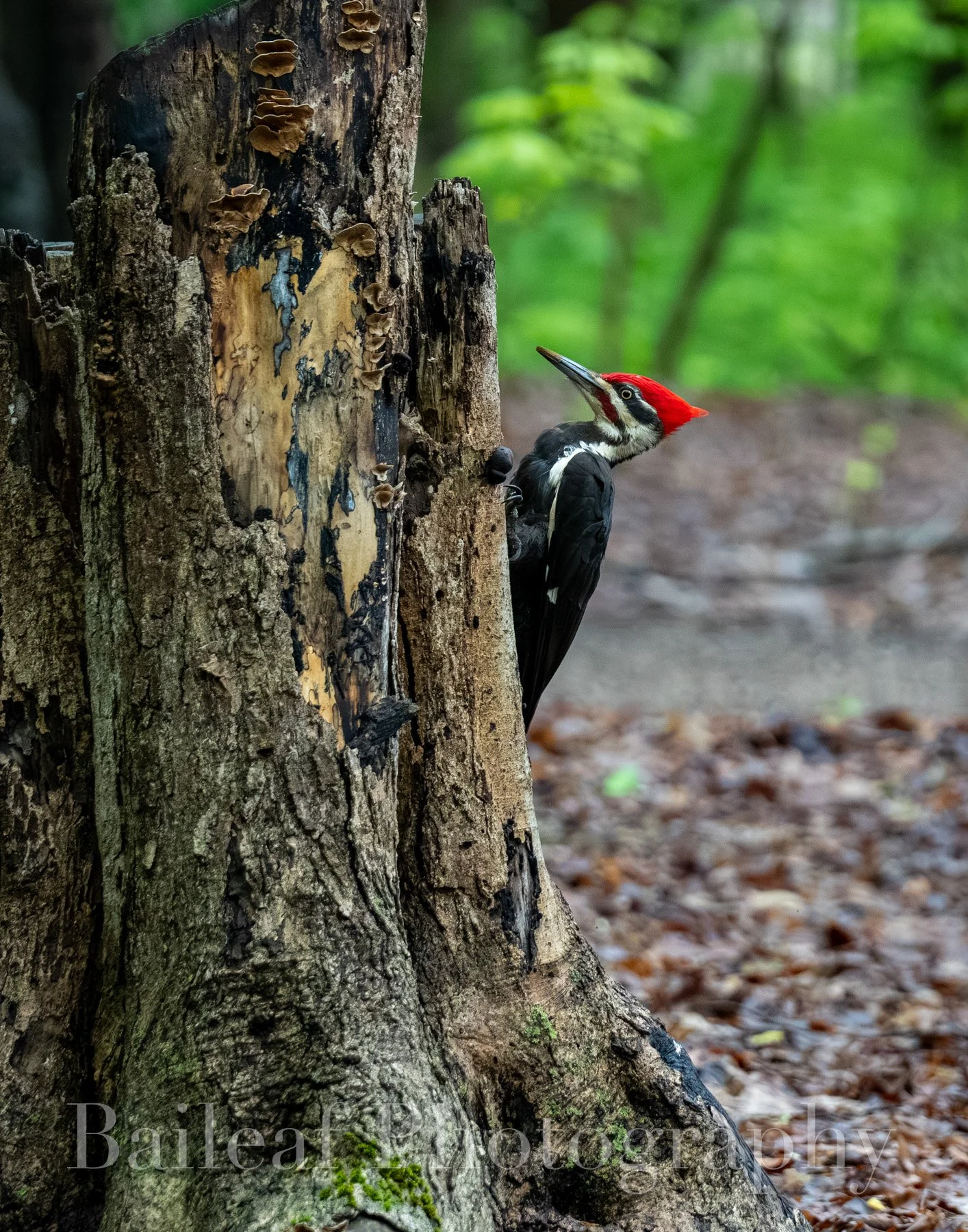 Pileated Woodpecker 2
