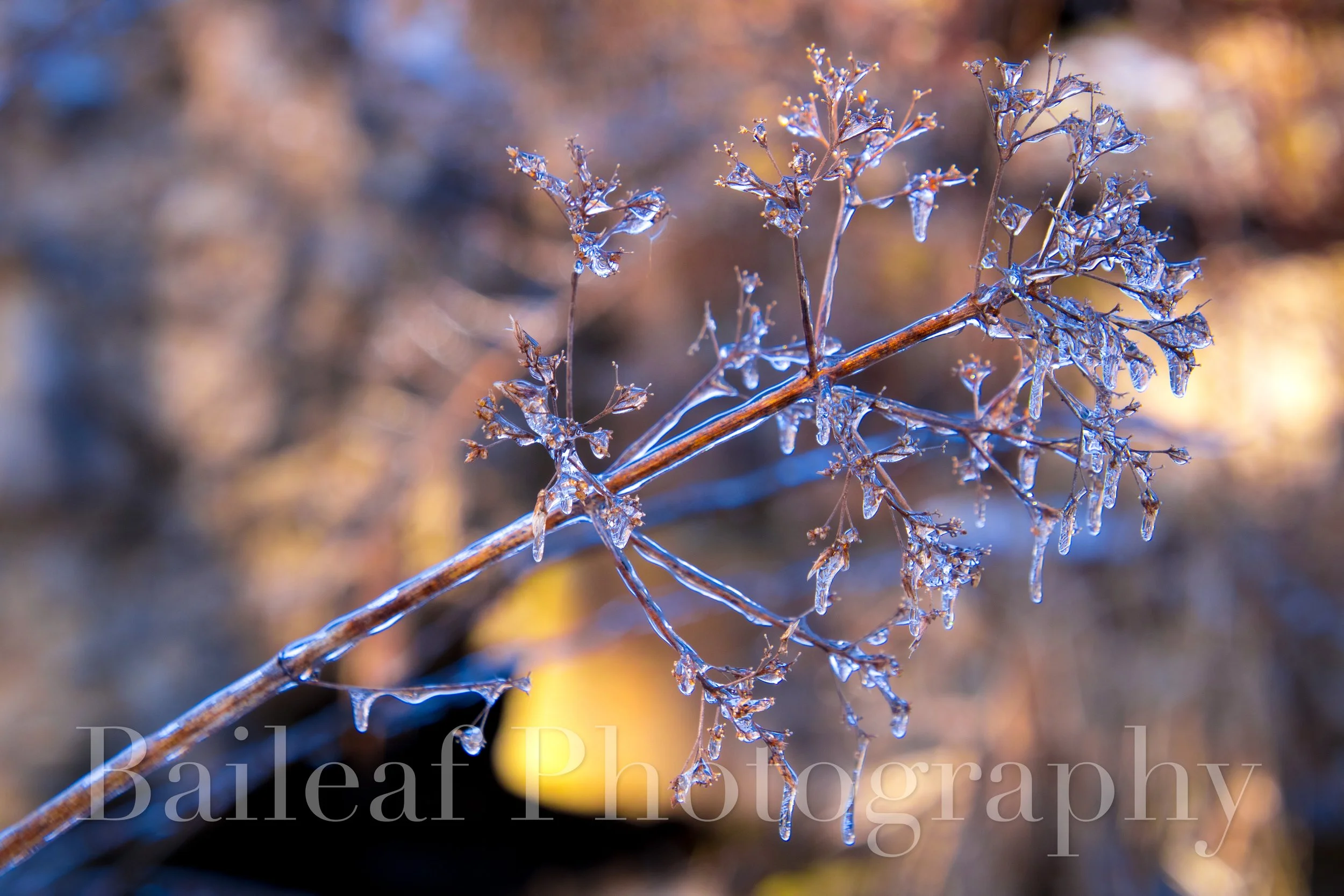 Icy Branch
