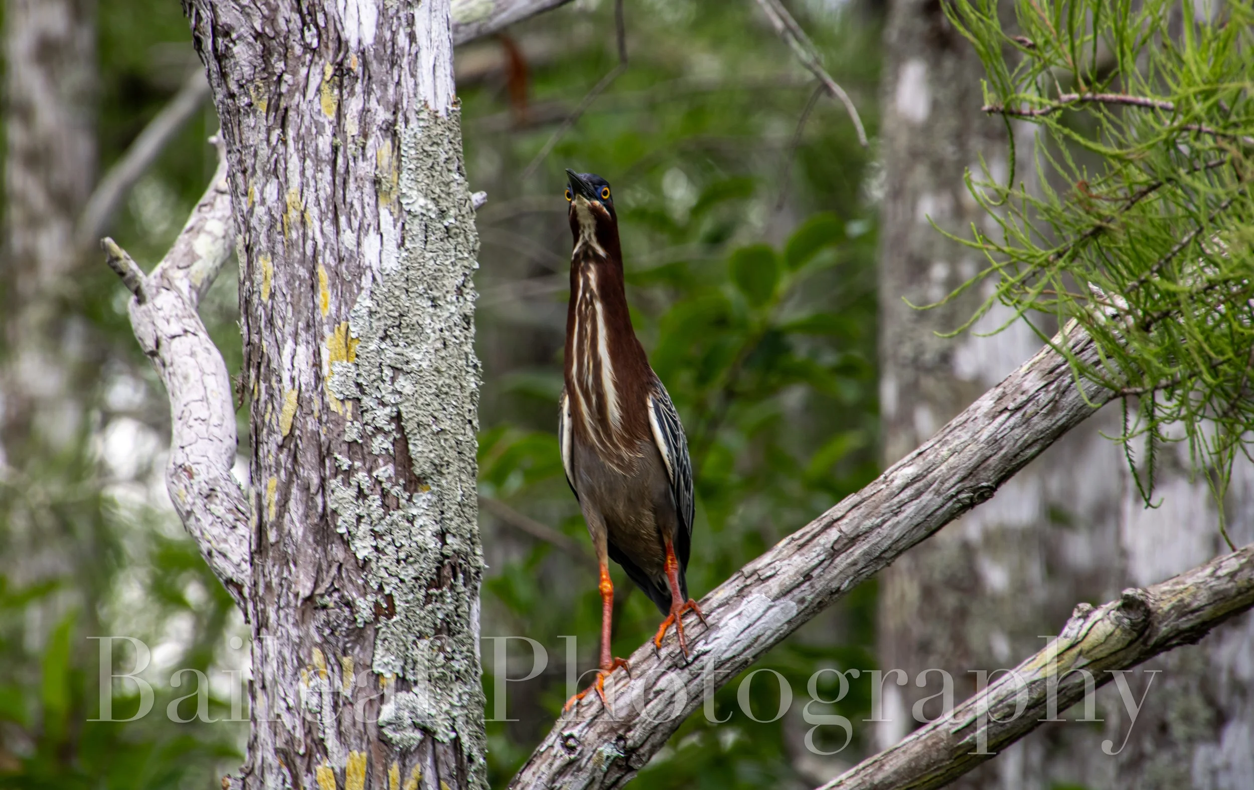 Little Green Heron 2
