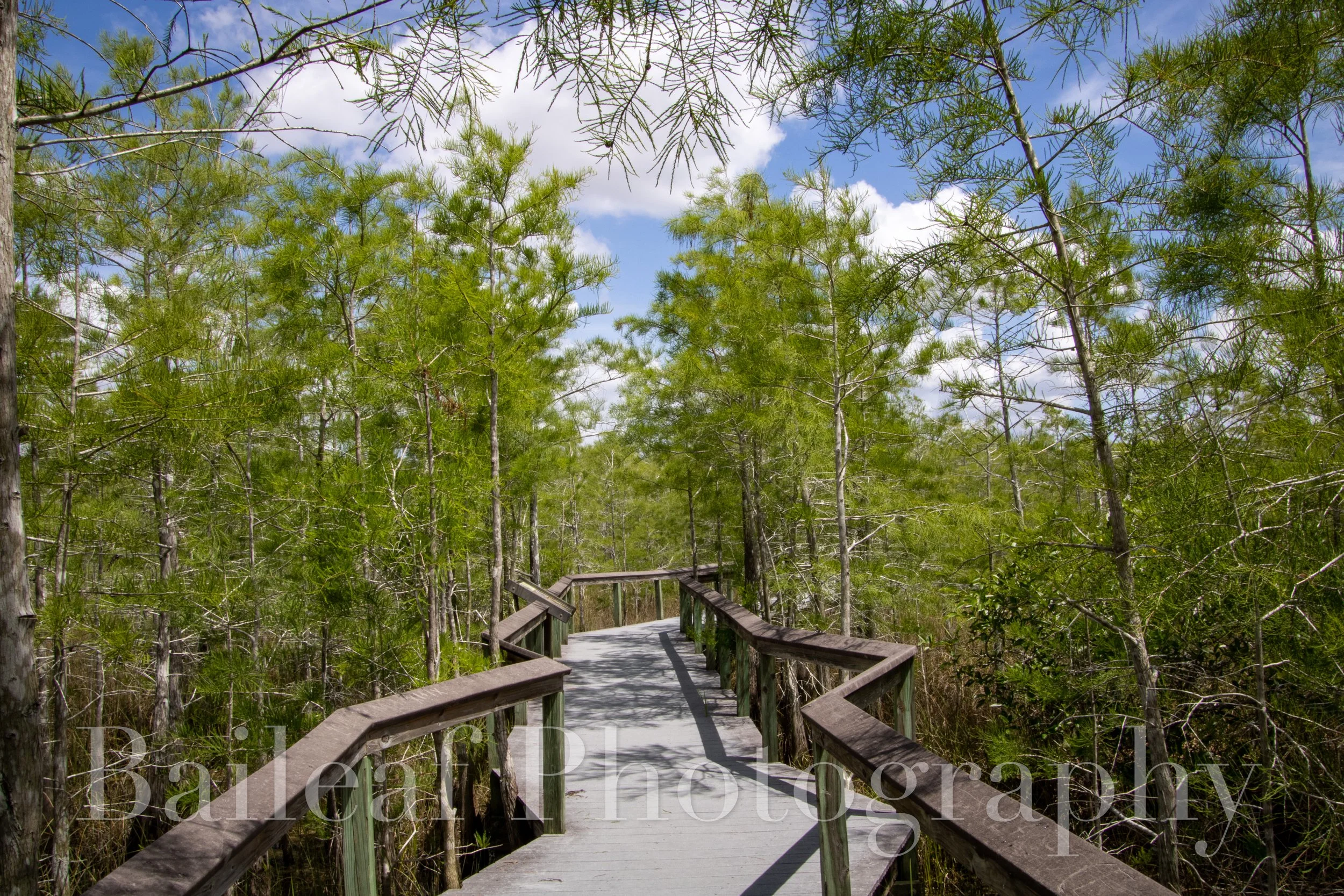 Florida Boardwalk 1