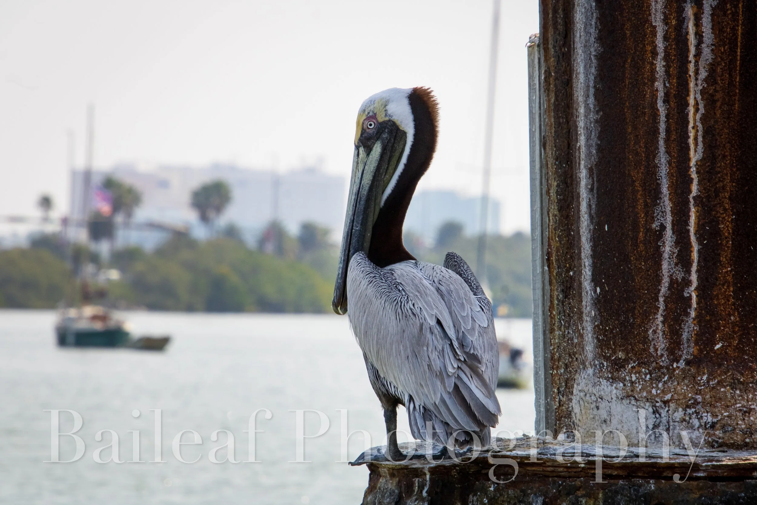 Pelican 2