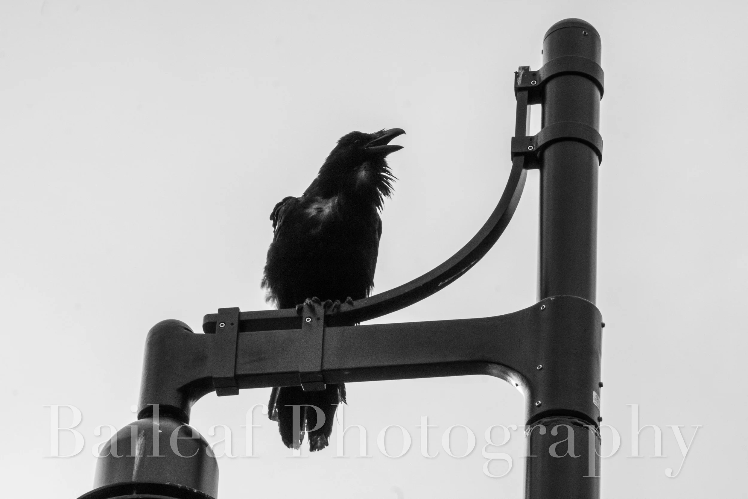 Raven