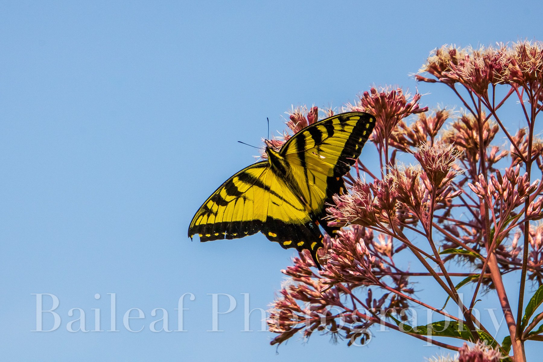 Eastern Tiger Swallowtail 2