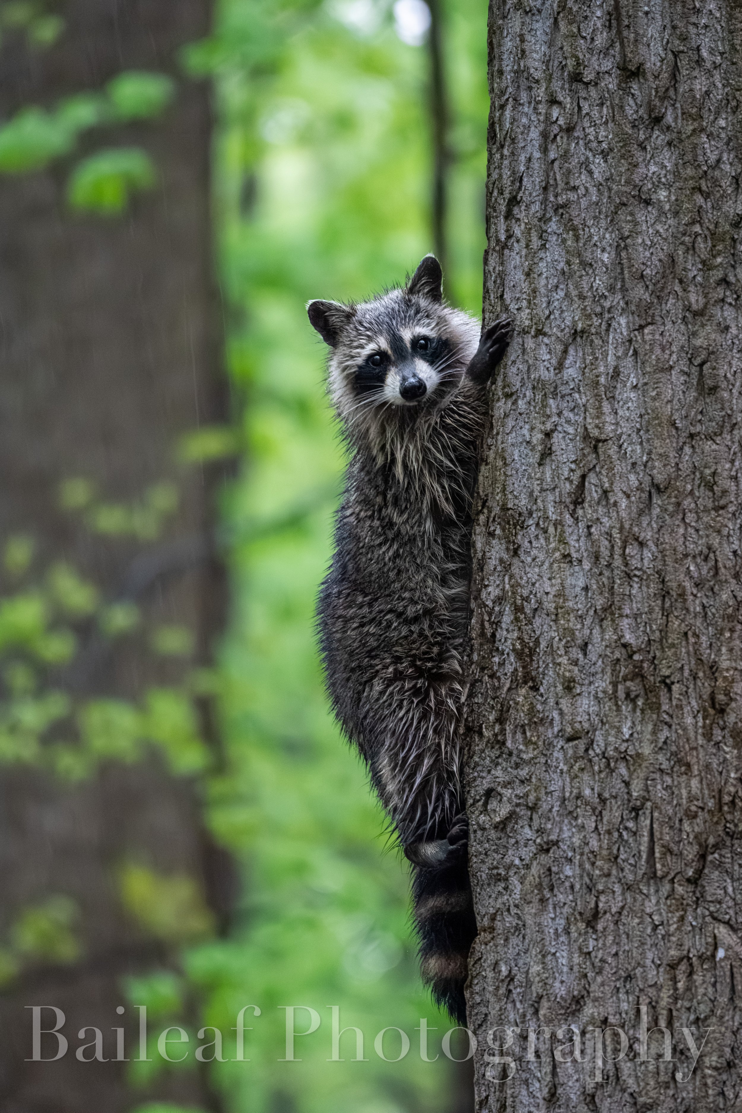 Raccoon 1