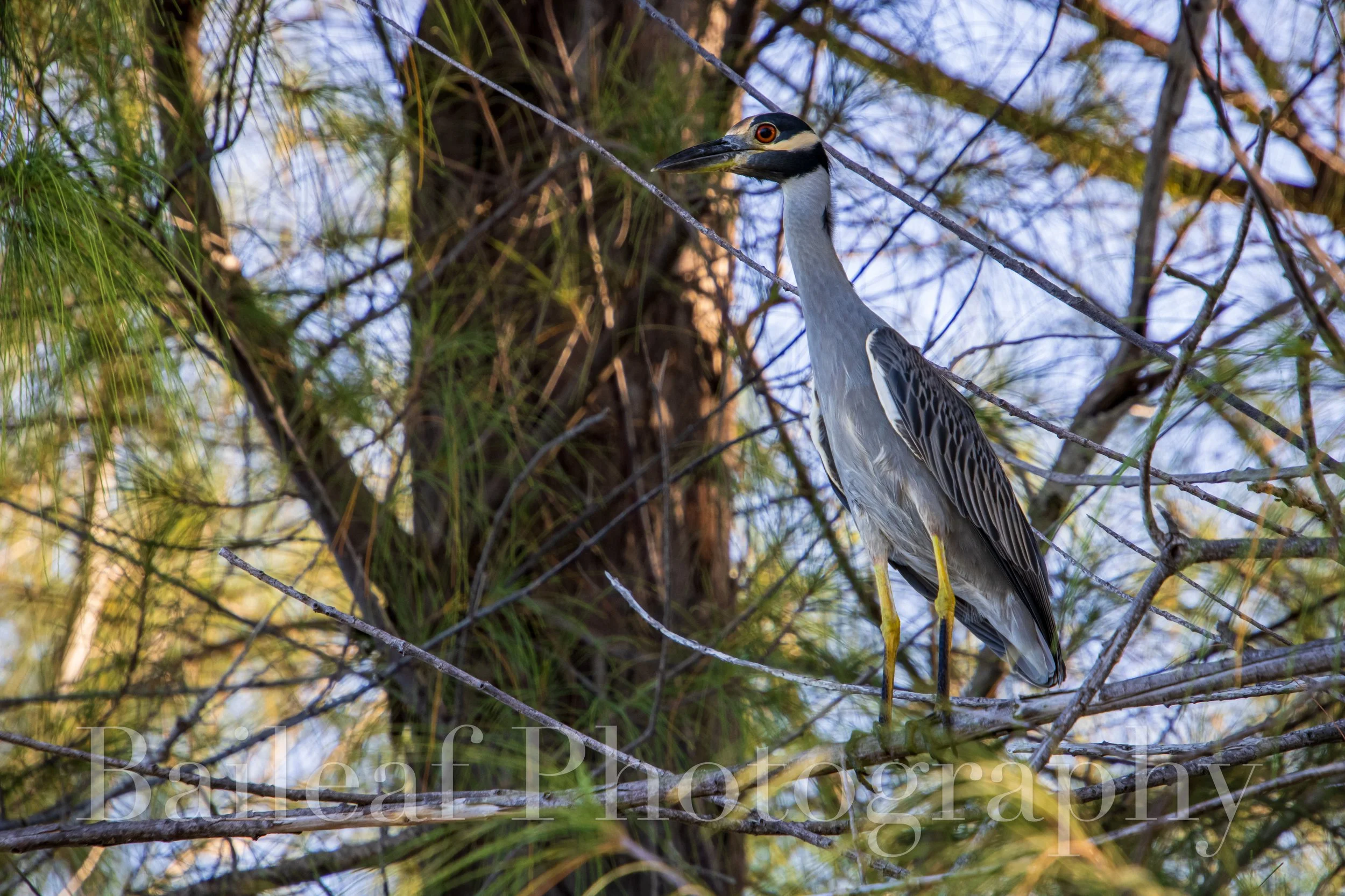 Yellow-crowned Night Heron