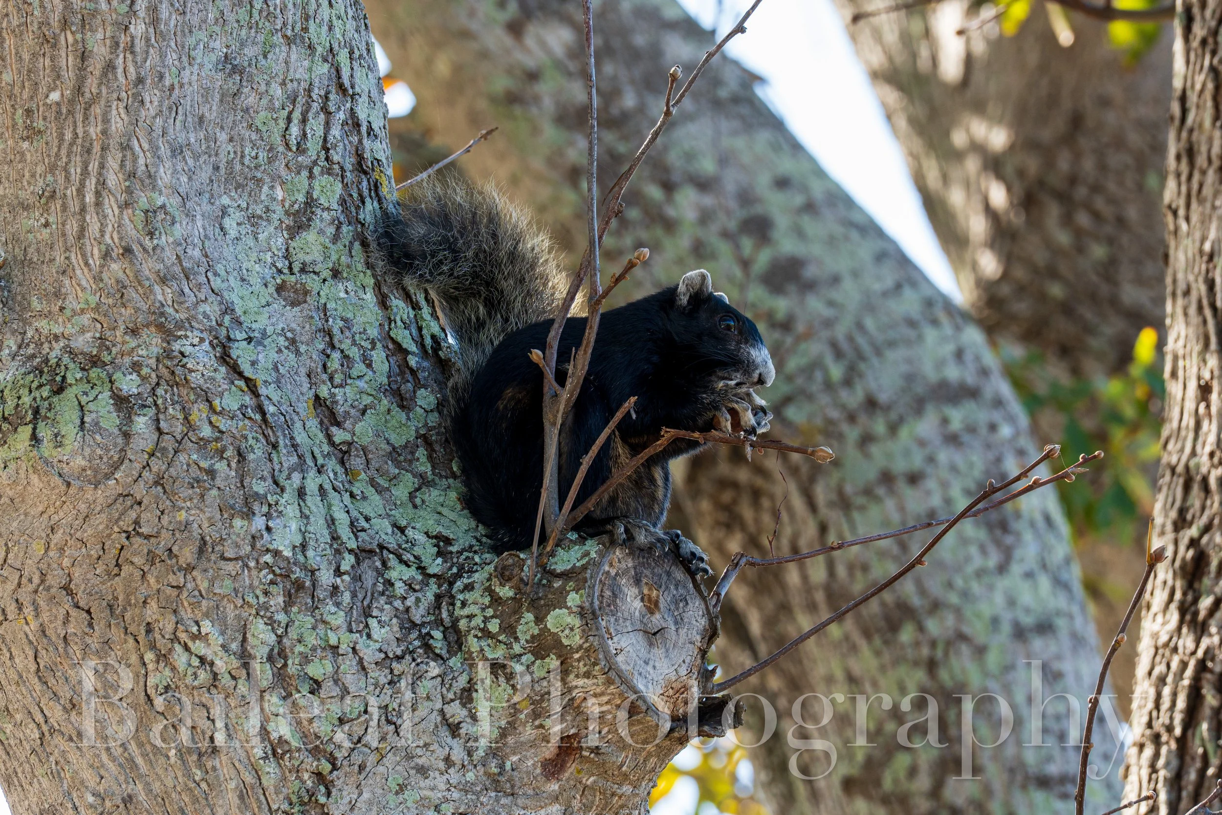 Florida Squirrel