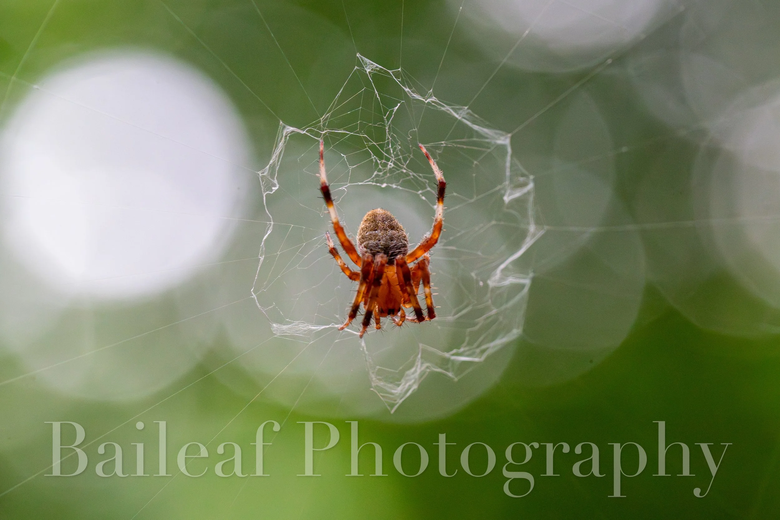 Orb Weaver