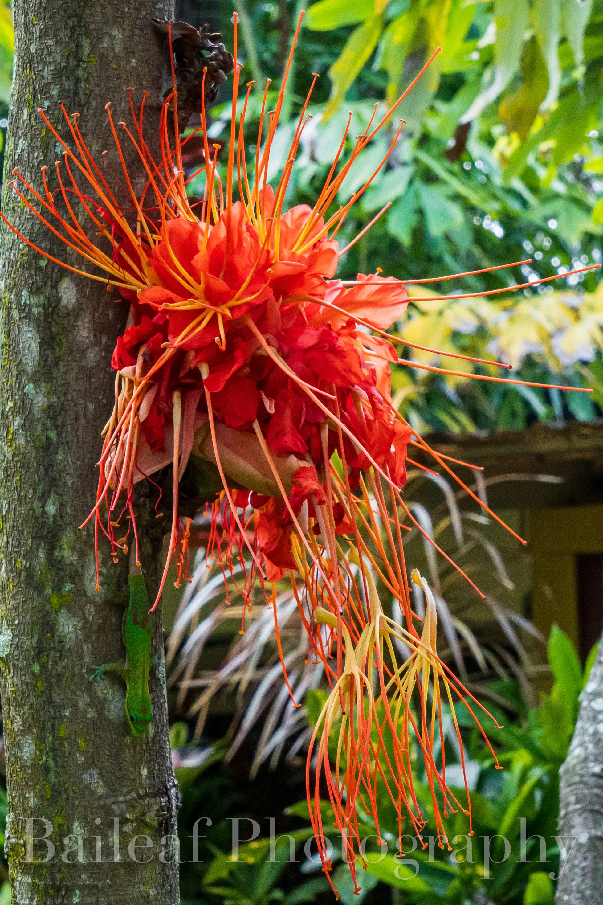 Panama Flame Tree
