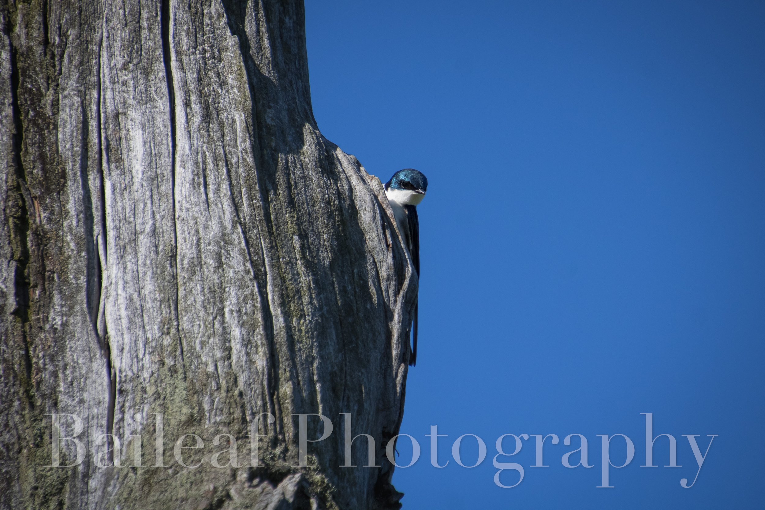 Tree Swallow