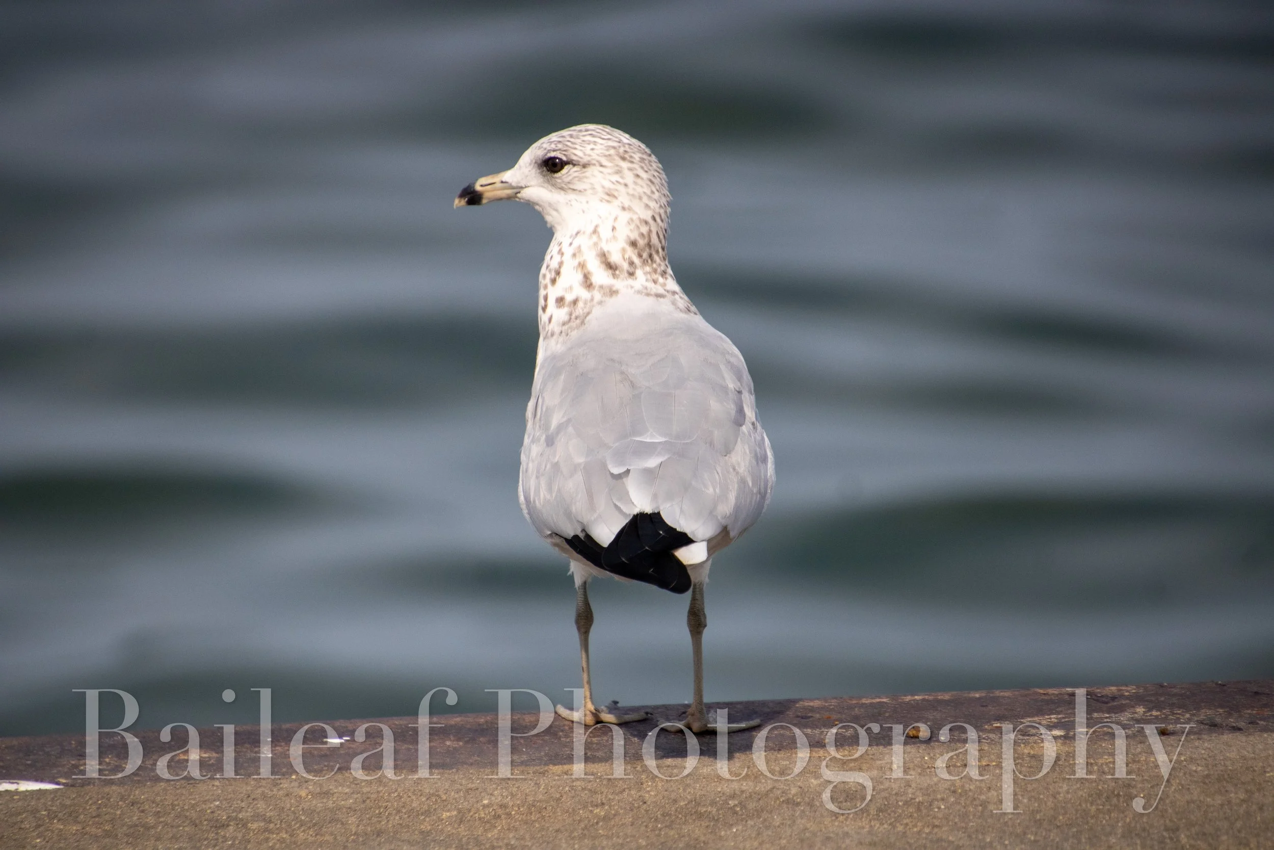Ring-billed Gull