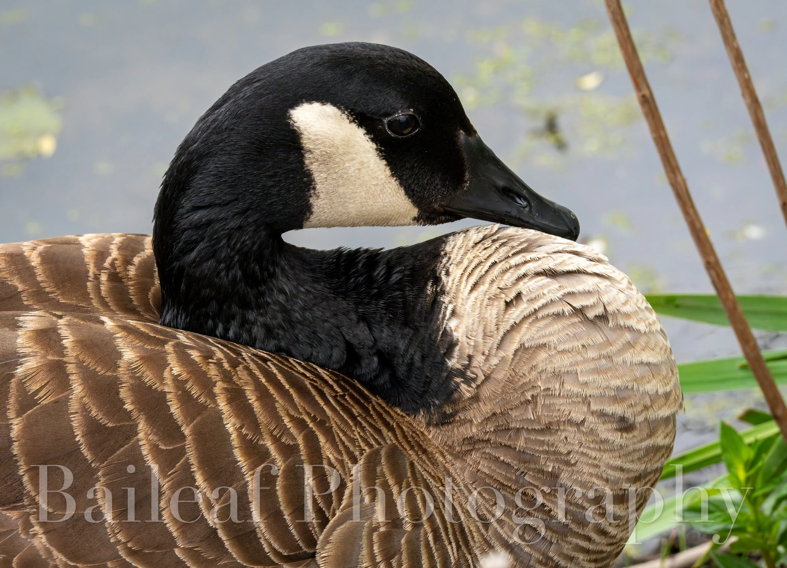 Goose